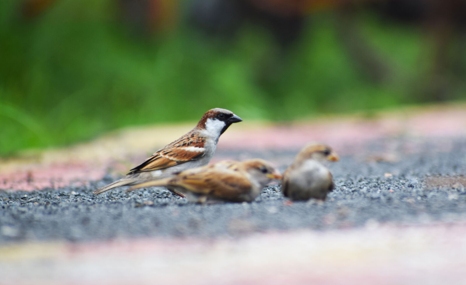 Nikon D5300 sample photo