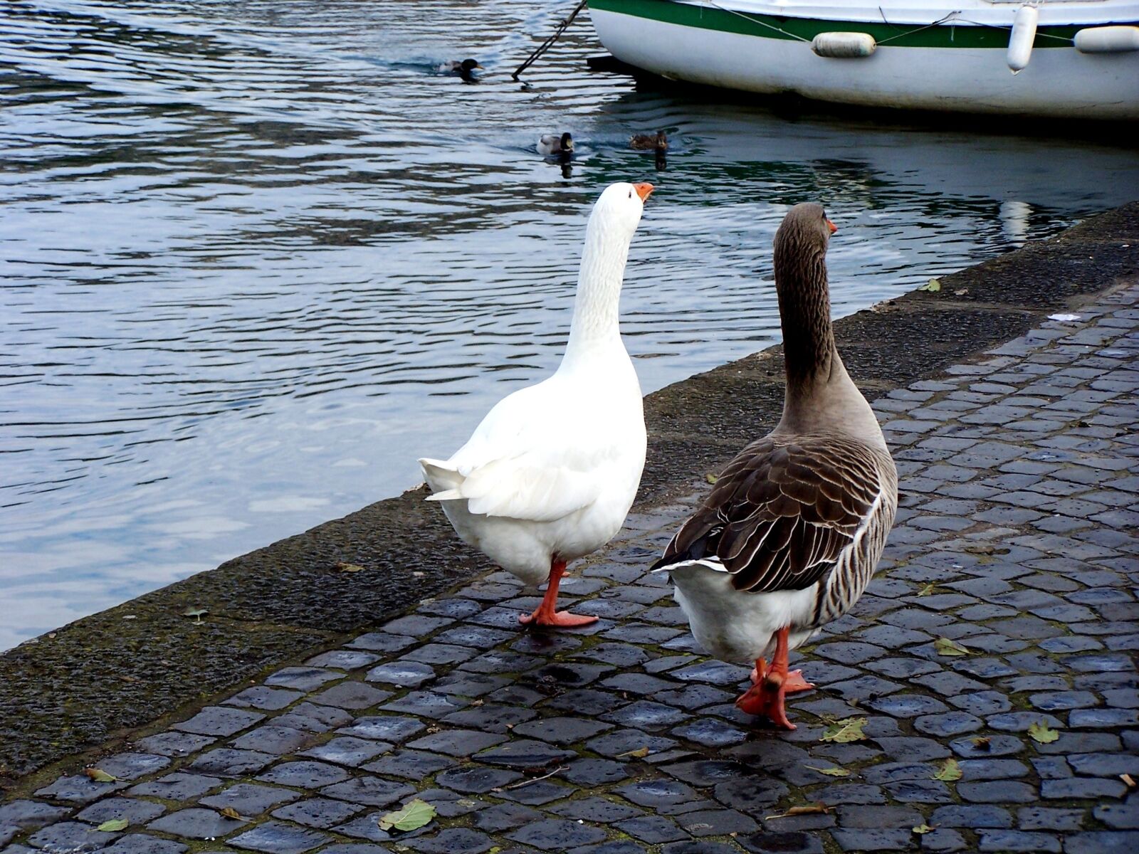 Kodak Z740 ZOOM DIGITAL CAMERA sample photo. Geese, couples, ferragosto photography