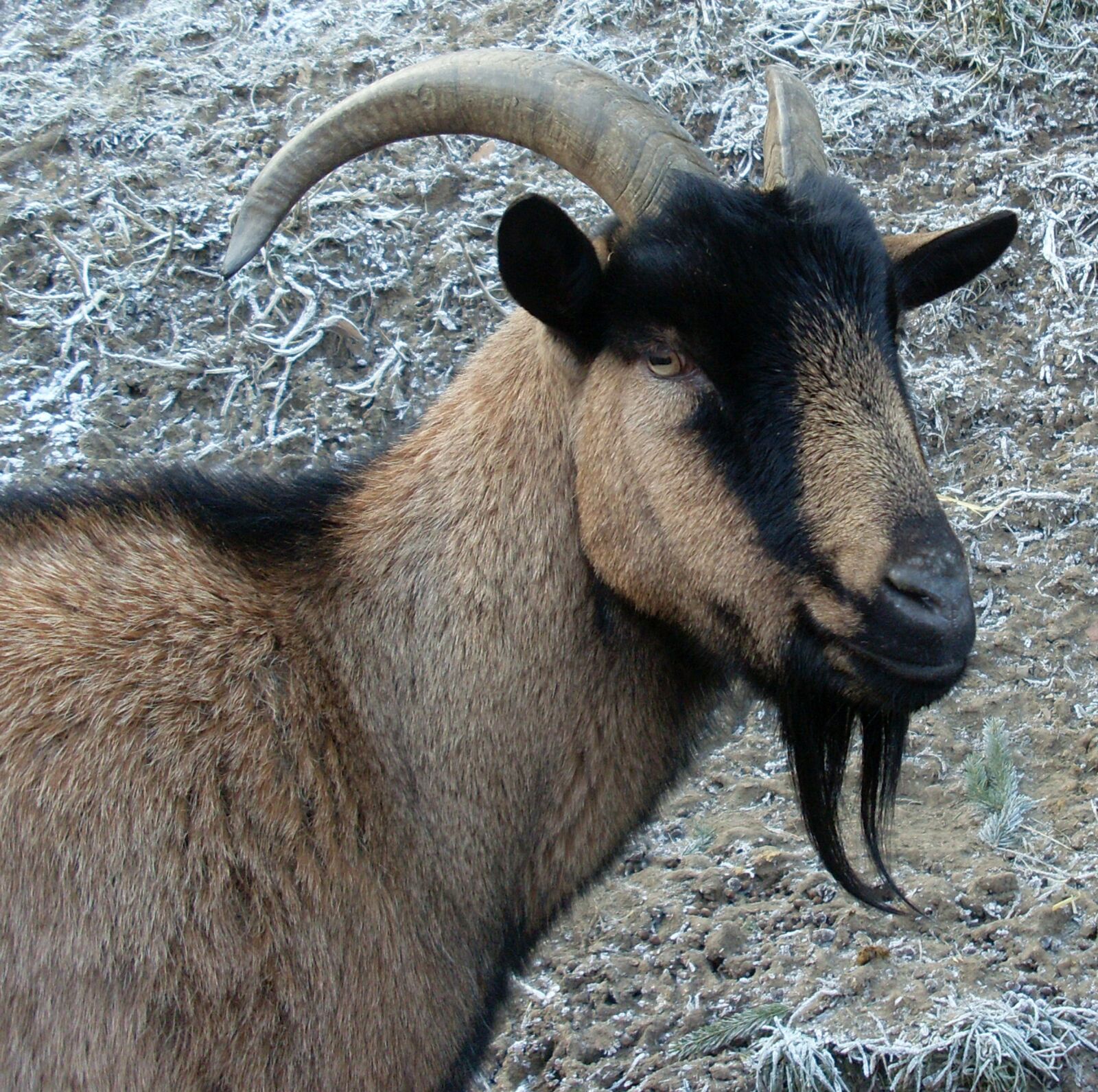 Samsung VLUU L730  / Samsung L730 sample photo. Billy goat, heraldic animal photography