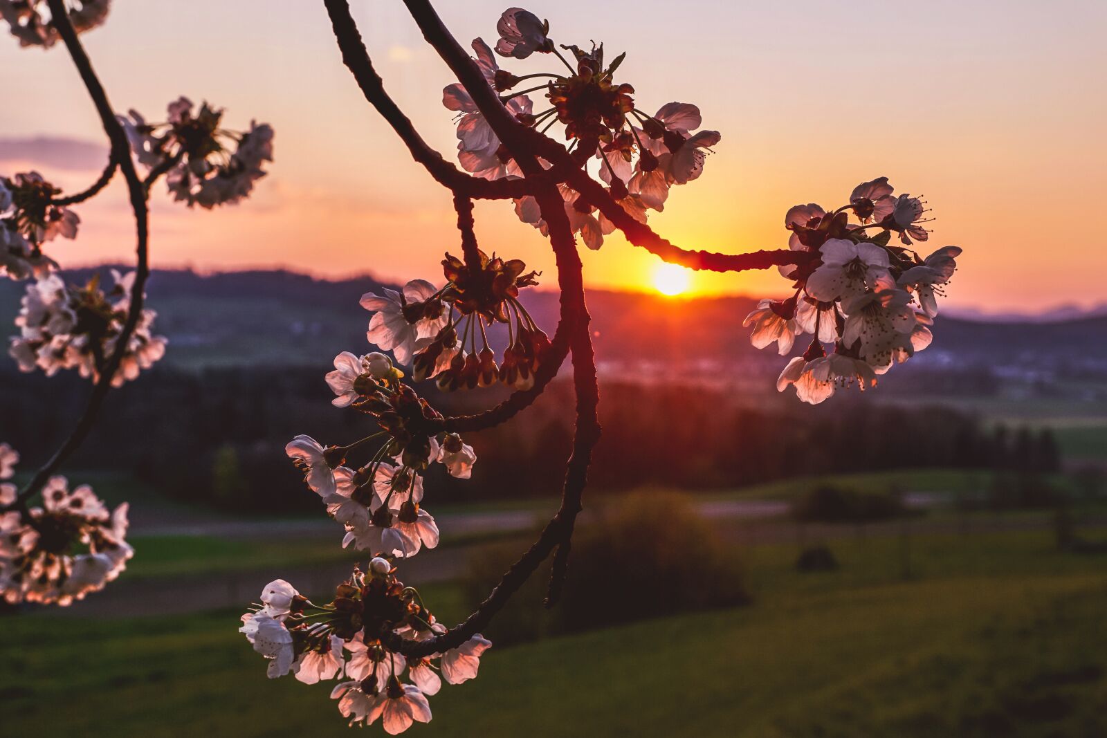 Sony DT 18-135mm F3.5-5.6 SAM sample photo. Cherry blossoms, branches, cherry photography