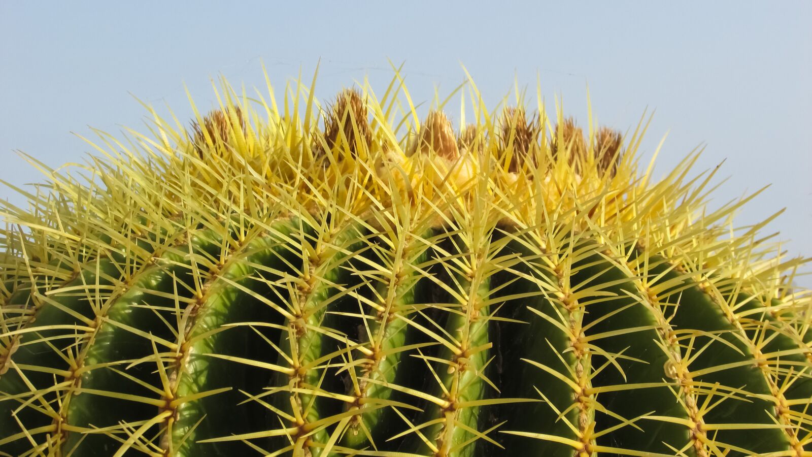 Canon PowerShot SX400 IS sample photo. Cyprus, ayia napa, cactus photography