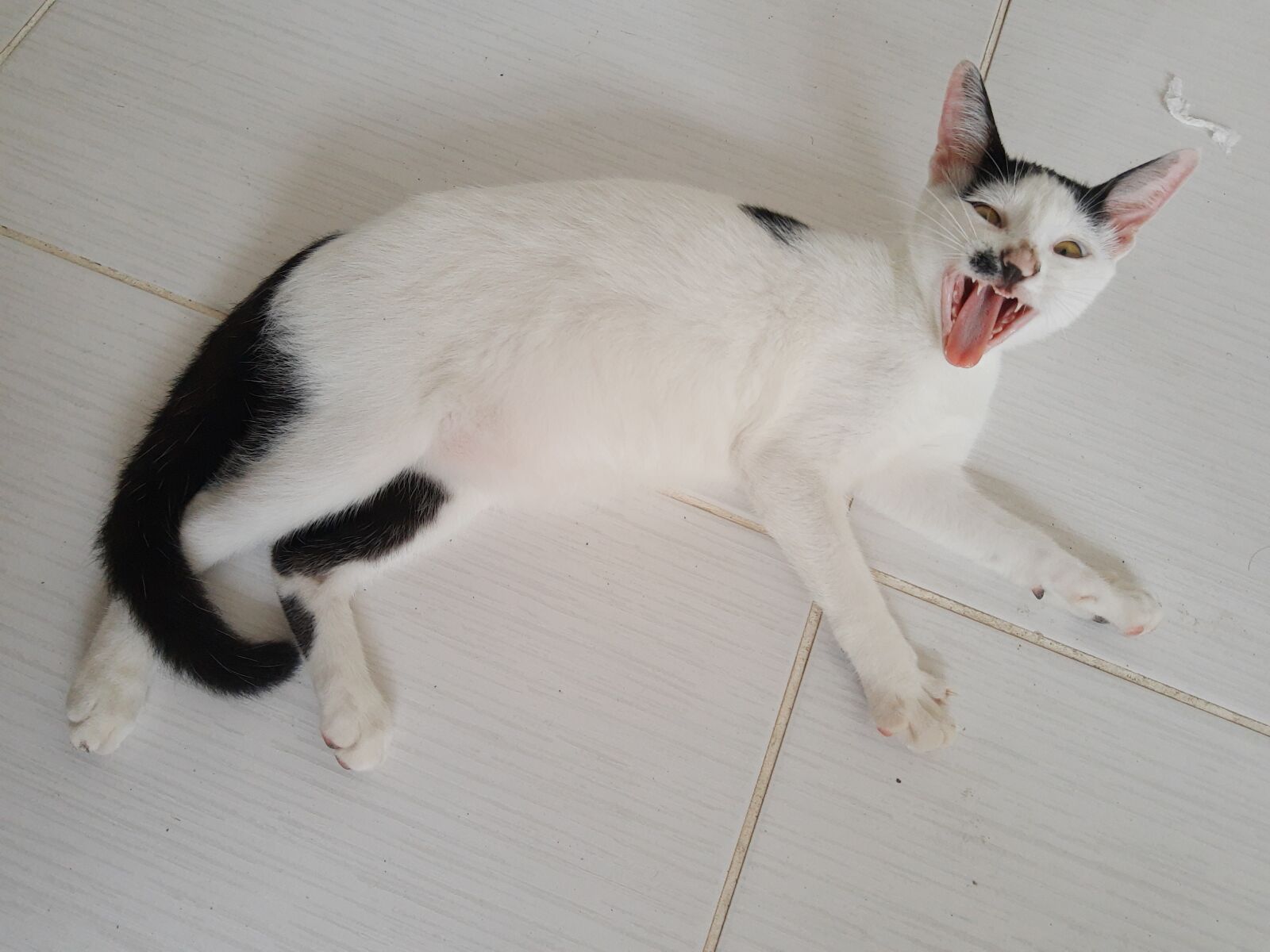 Motorola ONE ACTION sample photo. Animal, cat, sleepy photography