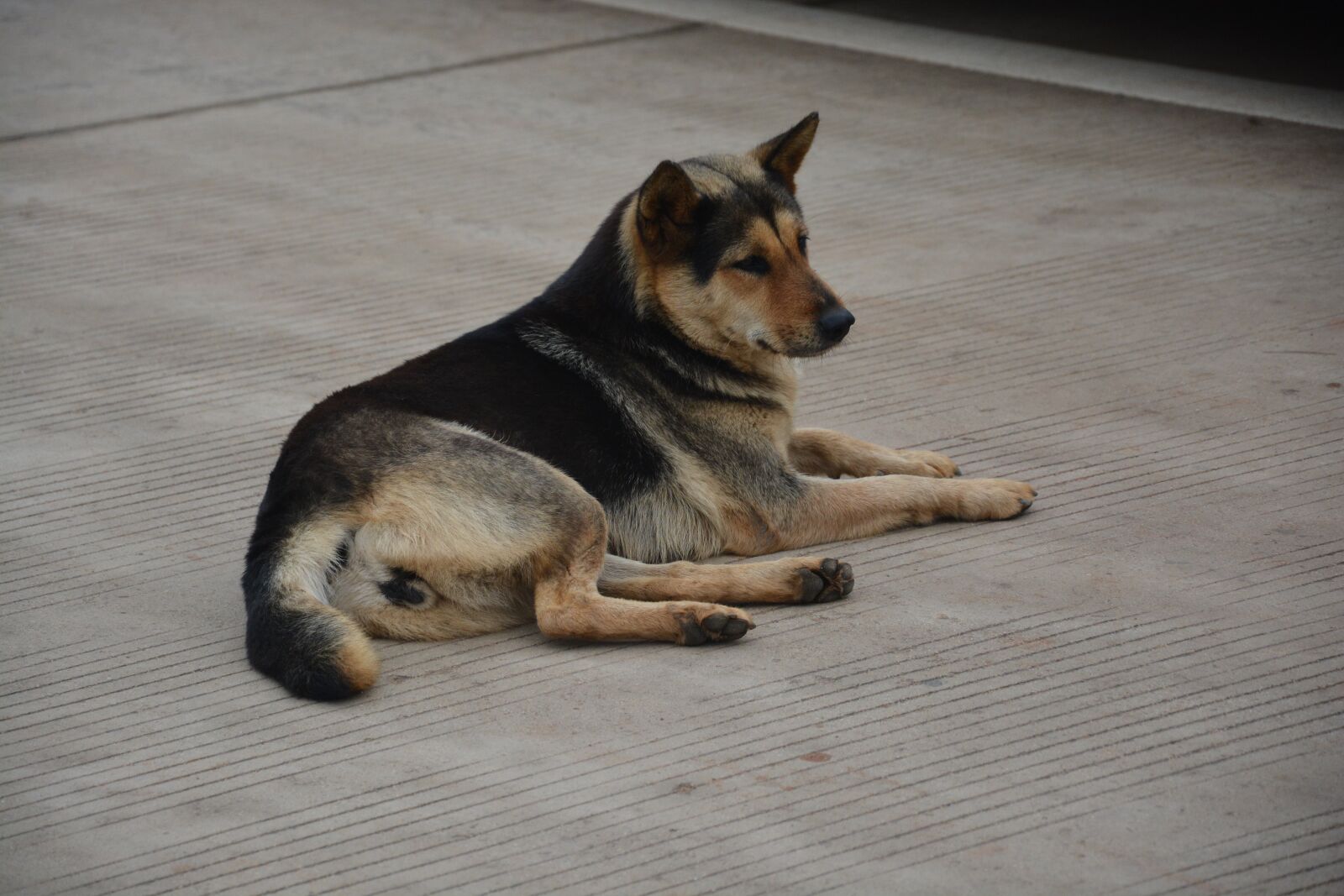 Nikon D7100 sample photo. Chinese rural dogs, moe photography