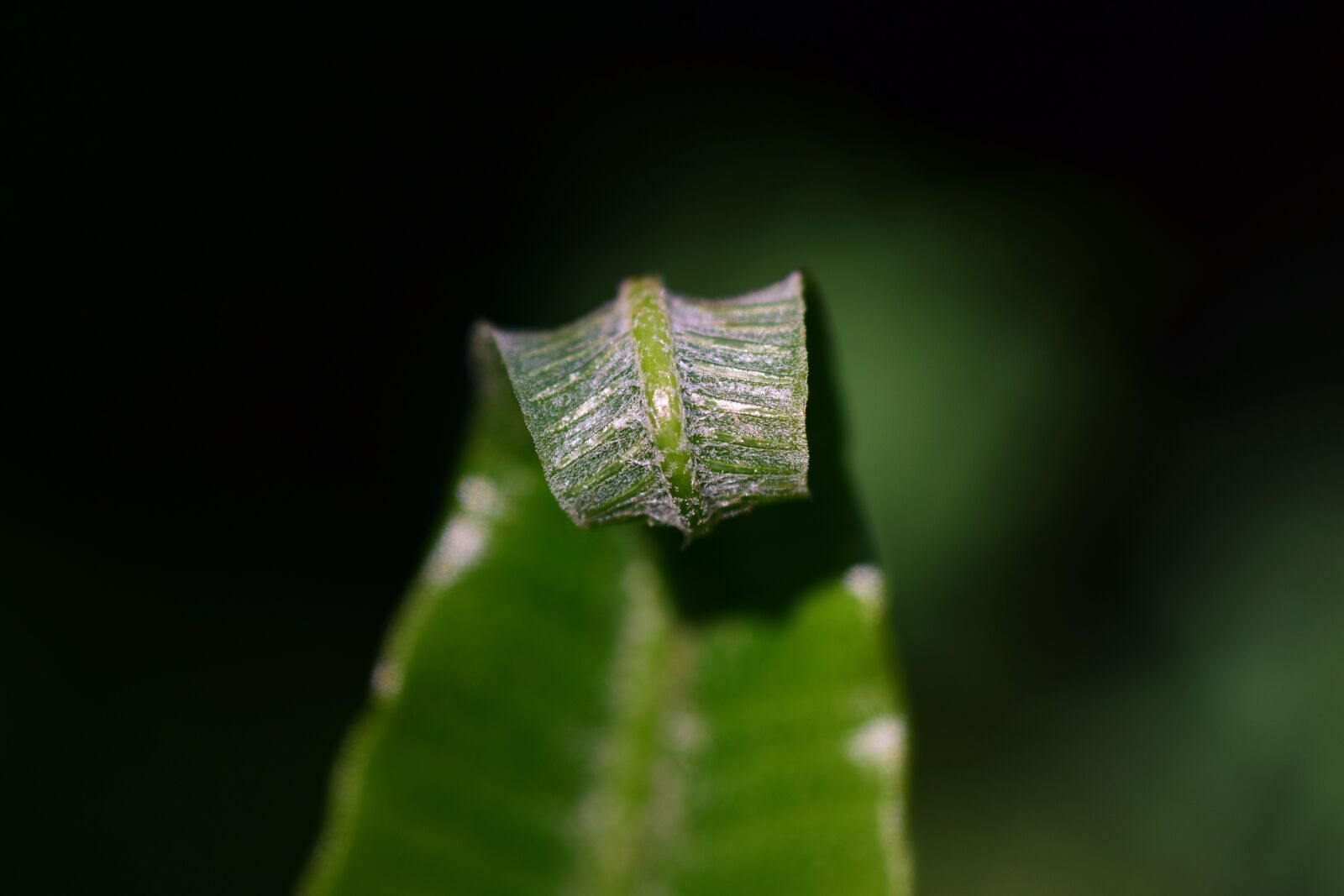 Nikon D3300 sample photo. Fern, green, plant photography