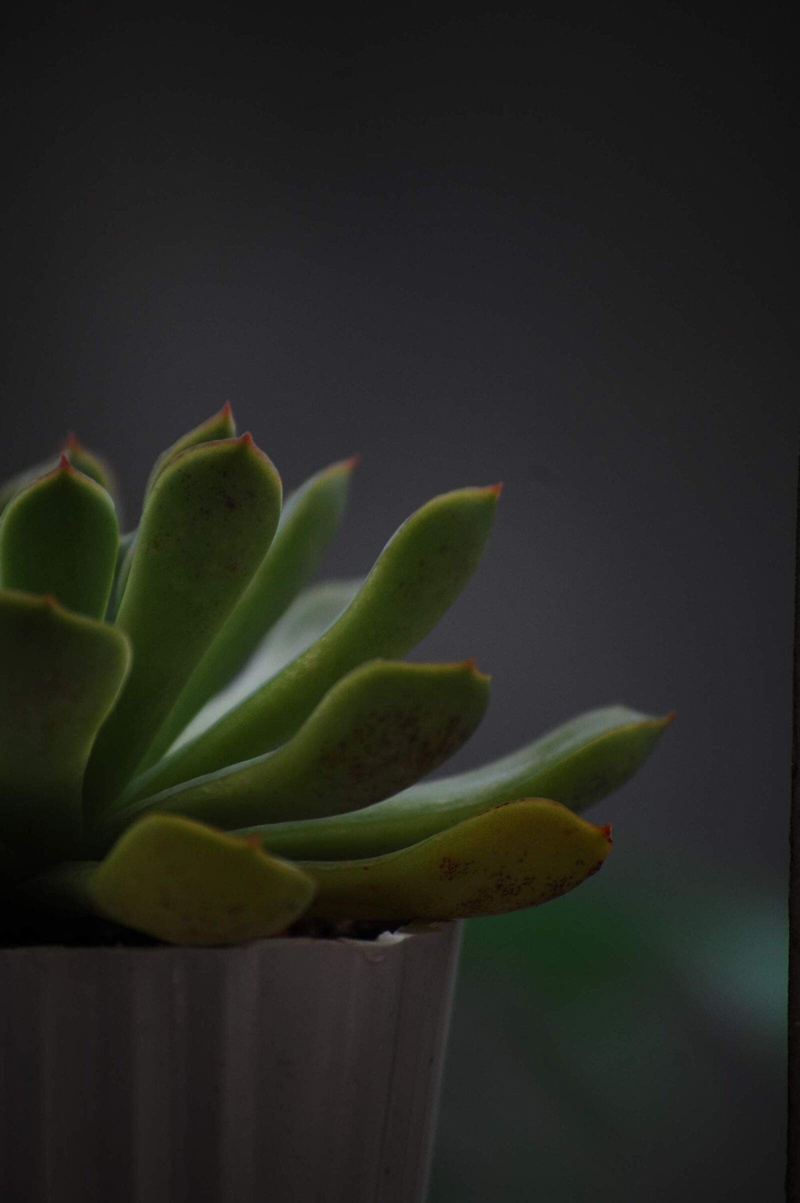 Nikon D40 sample photo. Plant, vase, houseplant photography