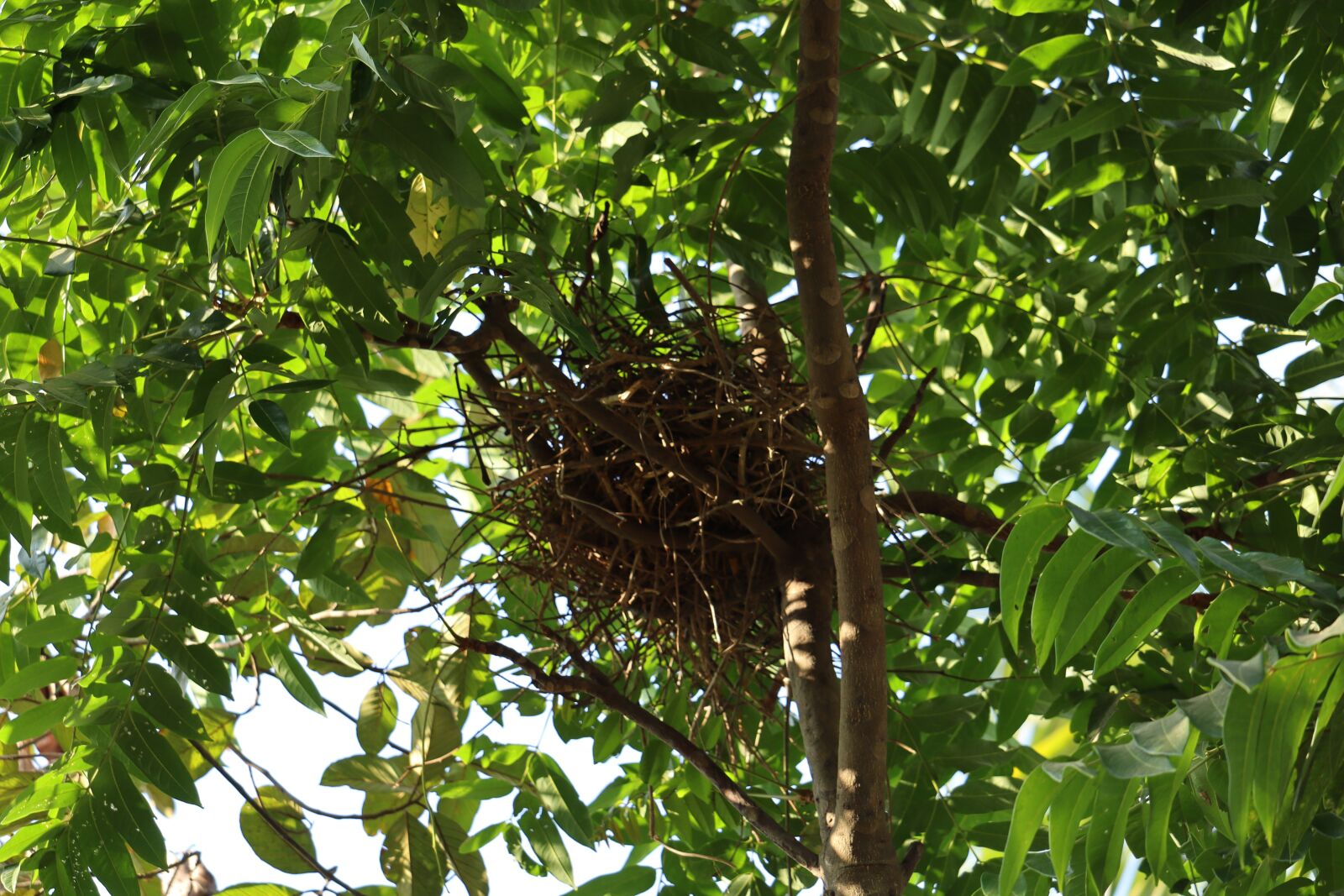 Canon EOS 250D (EOS Rebel SL3 / EOS Kiss X10 / EOS 200D II) sample photo. Tree, nest, nature photography