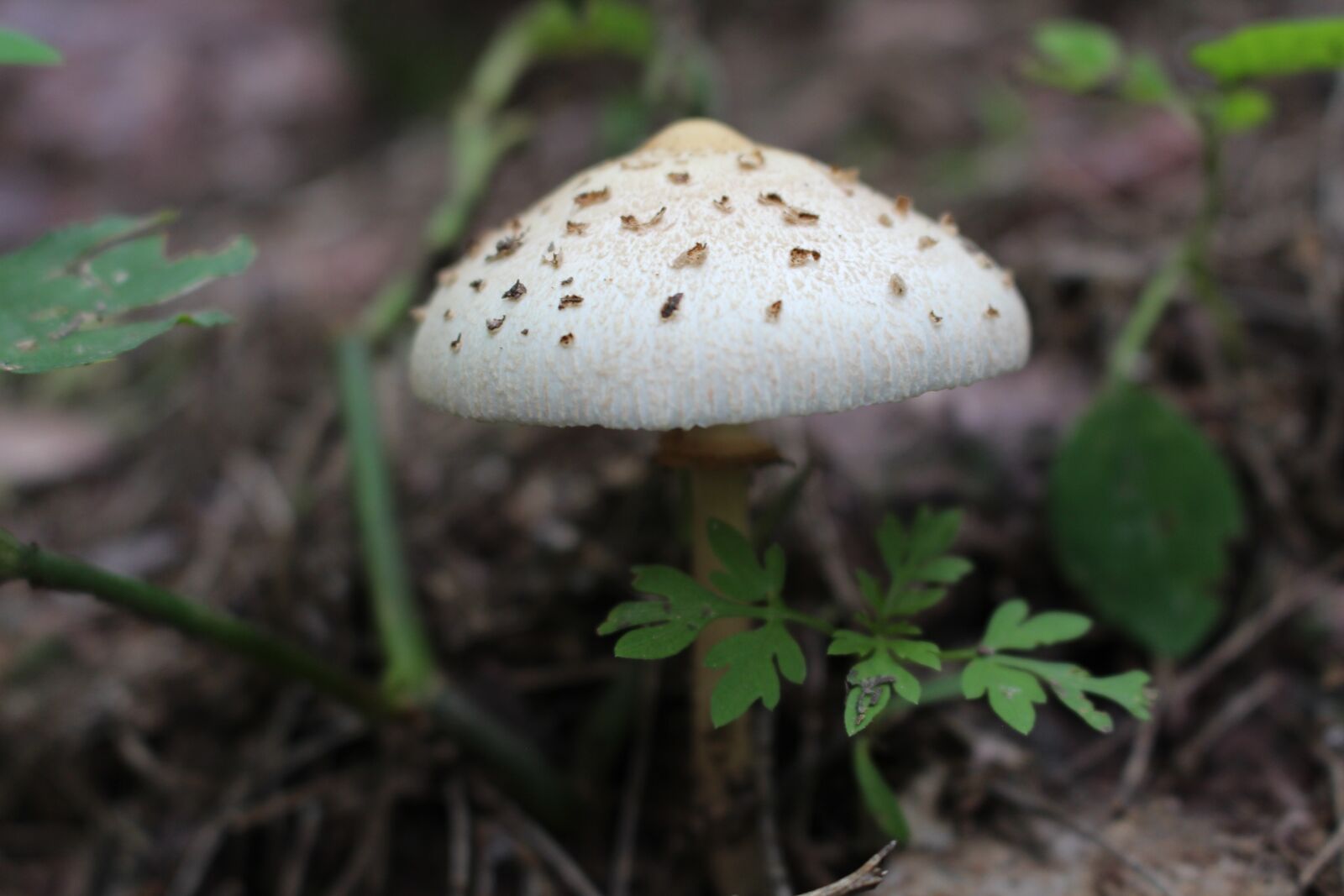 Canon EOS 700D (EOS Rebel T5i / EOS Kiss X7i) + Canon EF-S 18-55mm F3.5-5.6 IS STM sample photo. Mushroom, nature, fungus photography