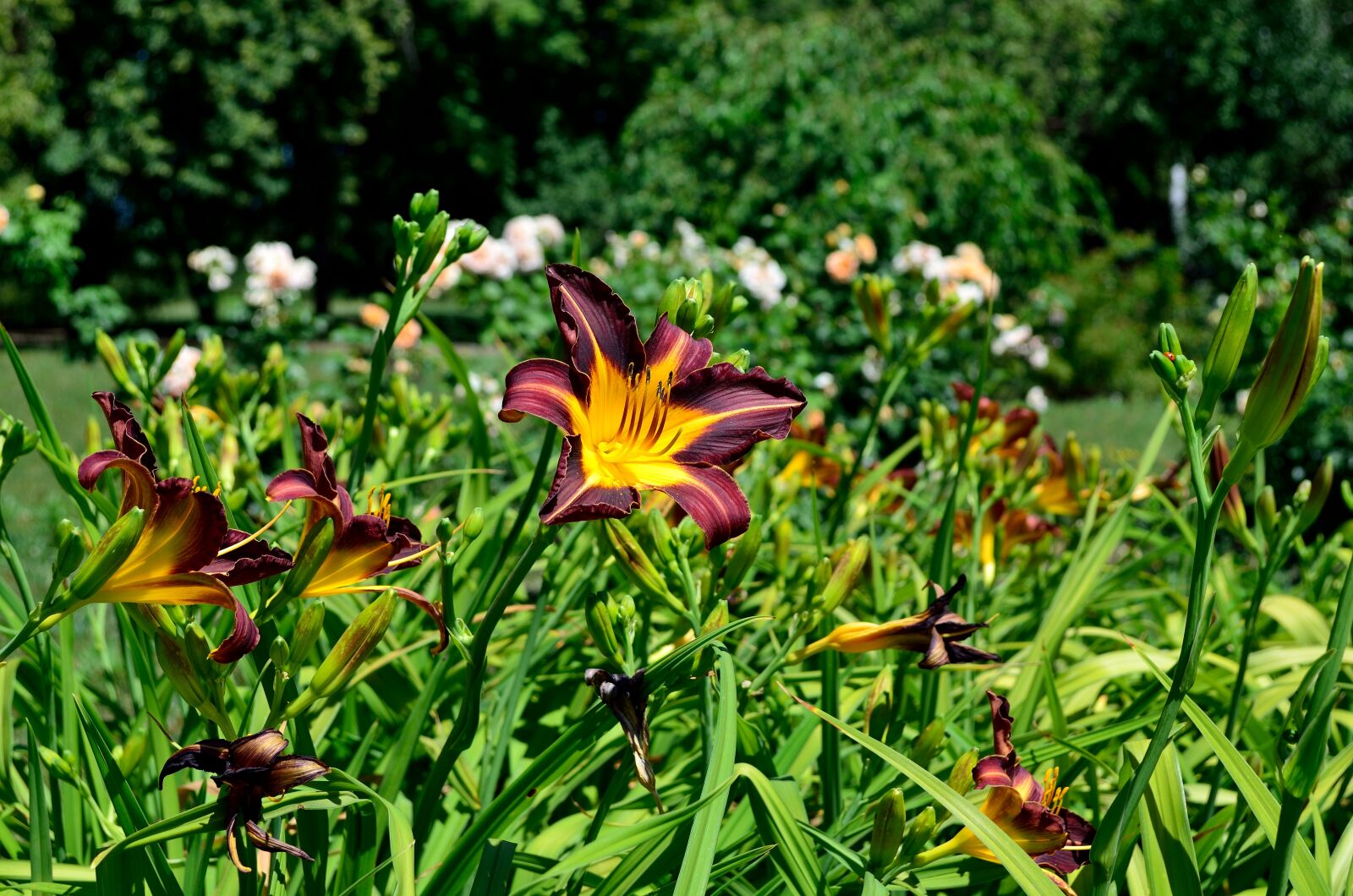 Nikon D5100 sample photo. Summer, flowers, yellow photography