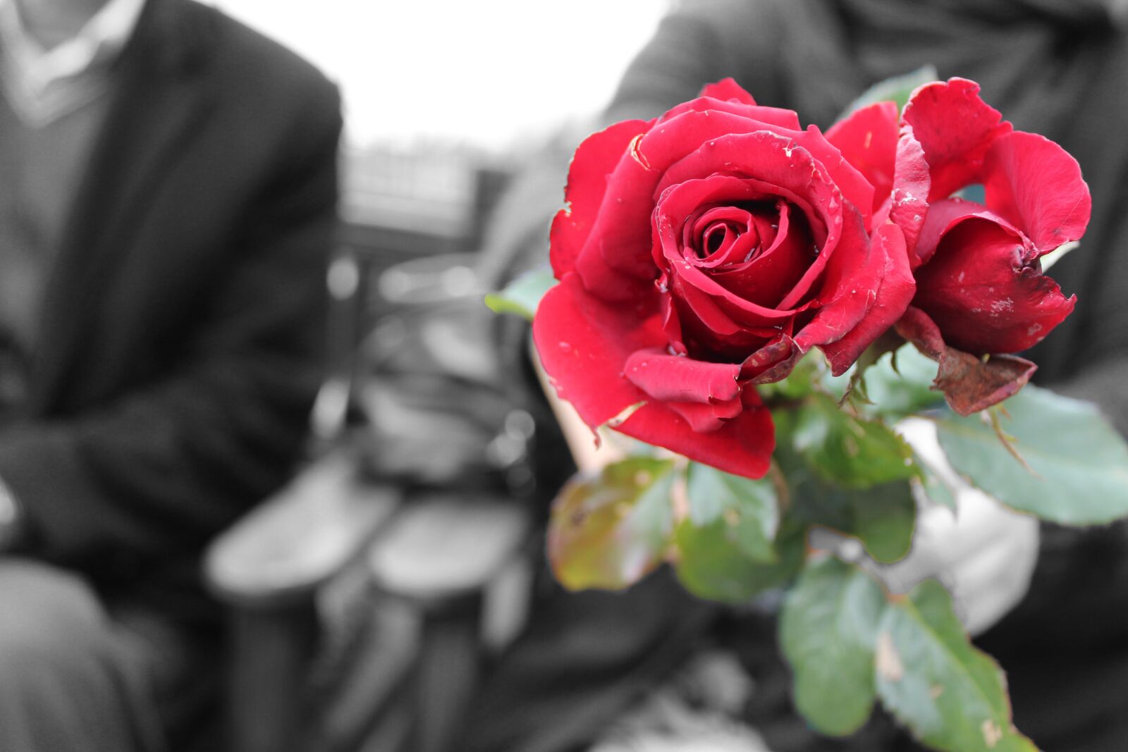 Canon EOS 4000D (EOS Rebel T100 / EOS 3000D) sample photo. Rose, valentine's day, flower photography