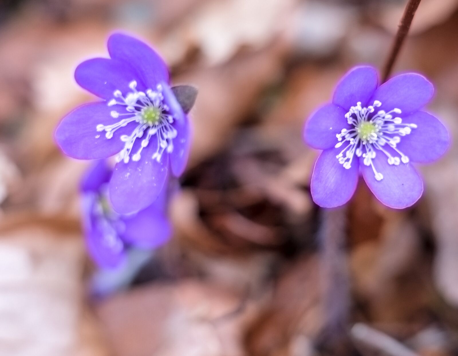 Fujifilm X-T2 + Fujifilm XF 56mm F1.2 R sample photo. Flower, petal, nature photography