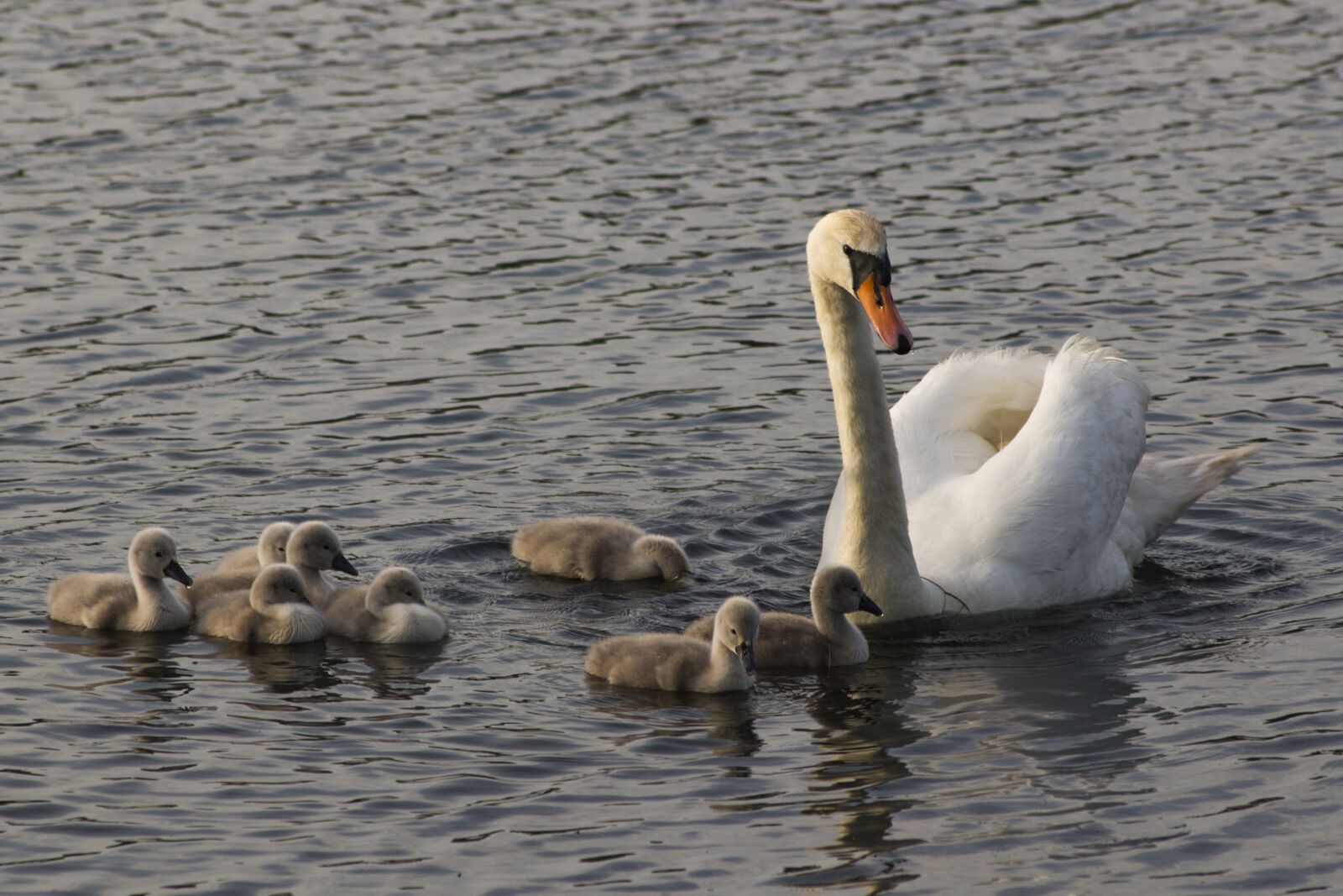 Canon EOS 100D (EOS Rebel SL1 / EOS Kiss X7) sample photo. Swans, water, swan photography