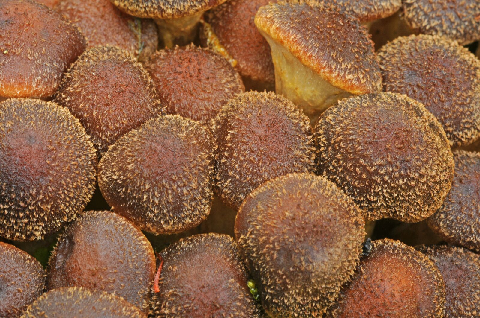 Nikon D300 sample photo. Mushrooms, brown, autumn photography