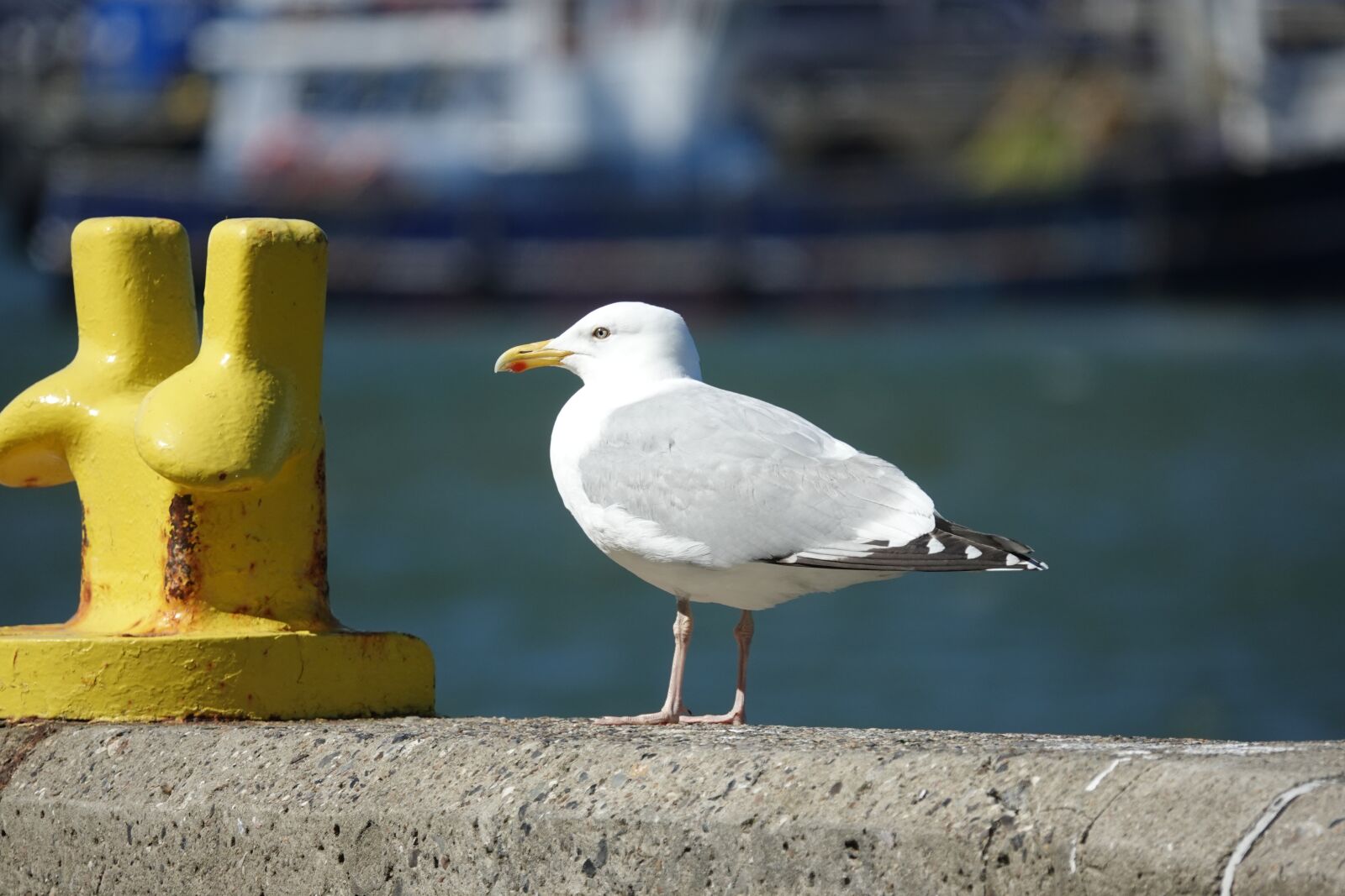 Sony Cyber-shot DSC-RX10 IV sample photo. Seagull, port, quay wall photography