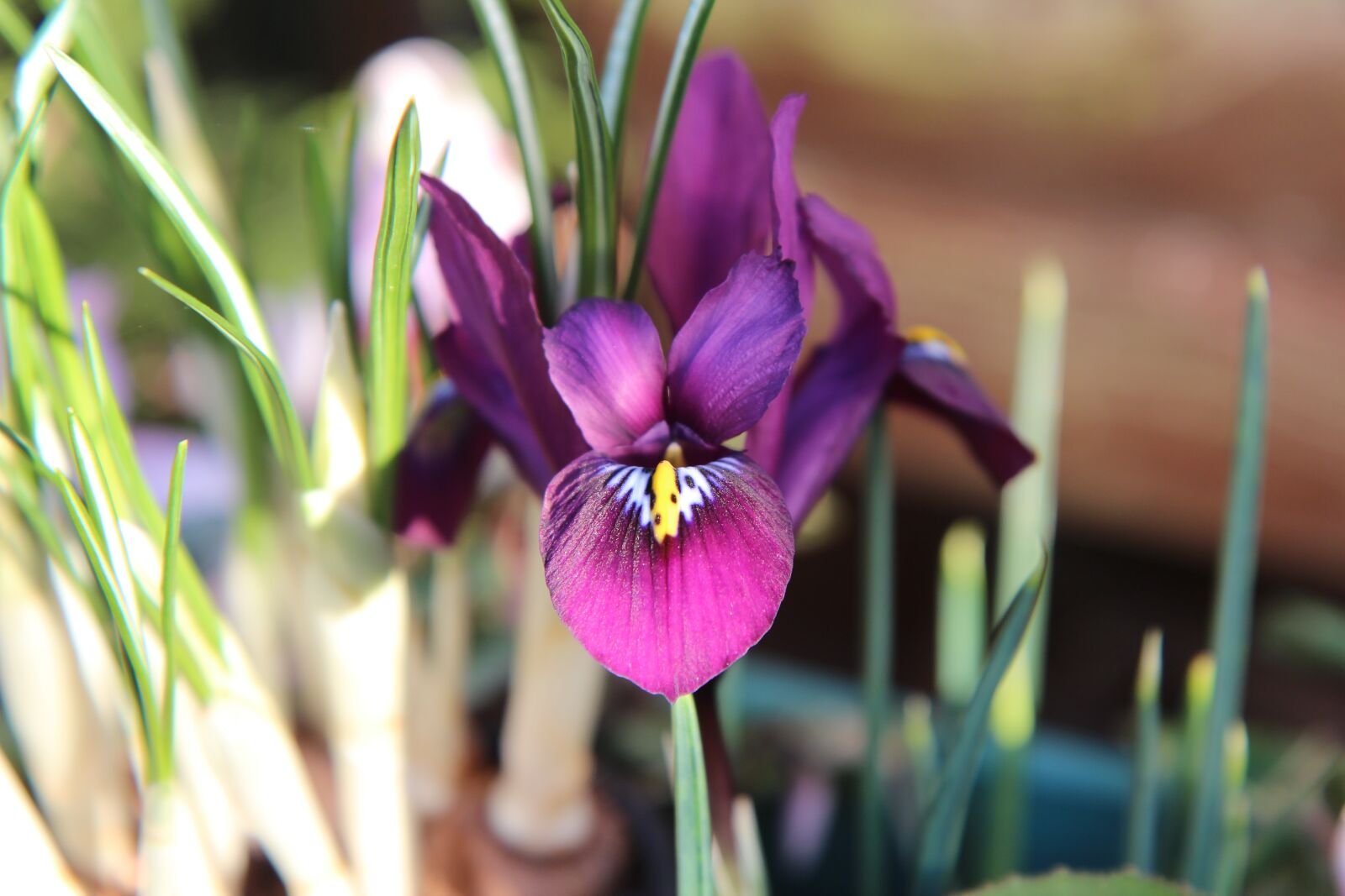 Canon EOS 600D (Rebel EOS T3i / EOS Kiss X5) sample photo. Iris, iris purple, flowering photography