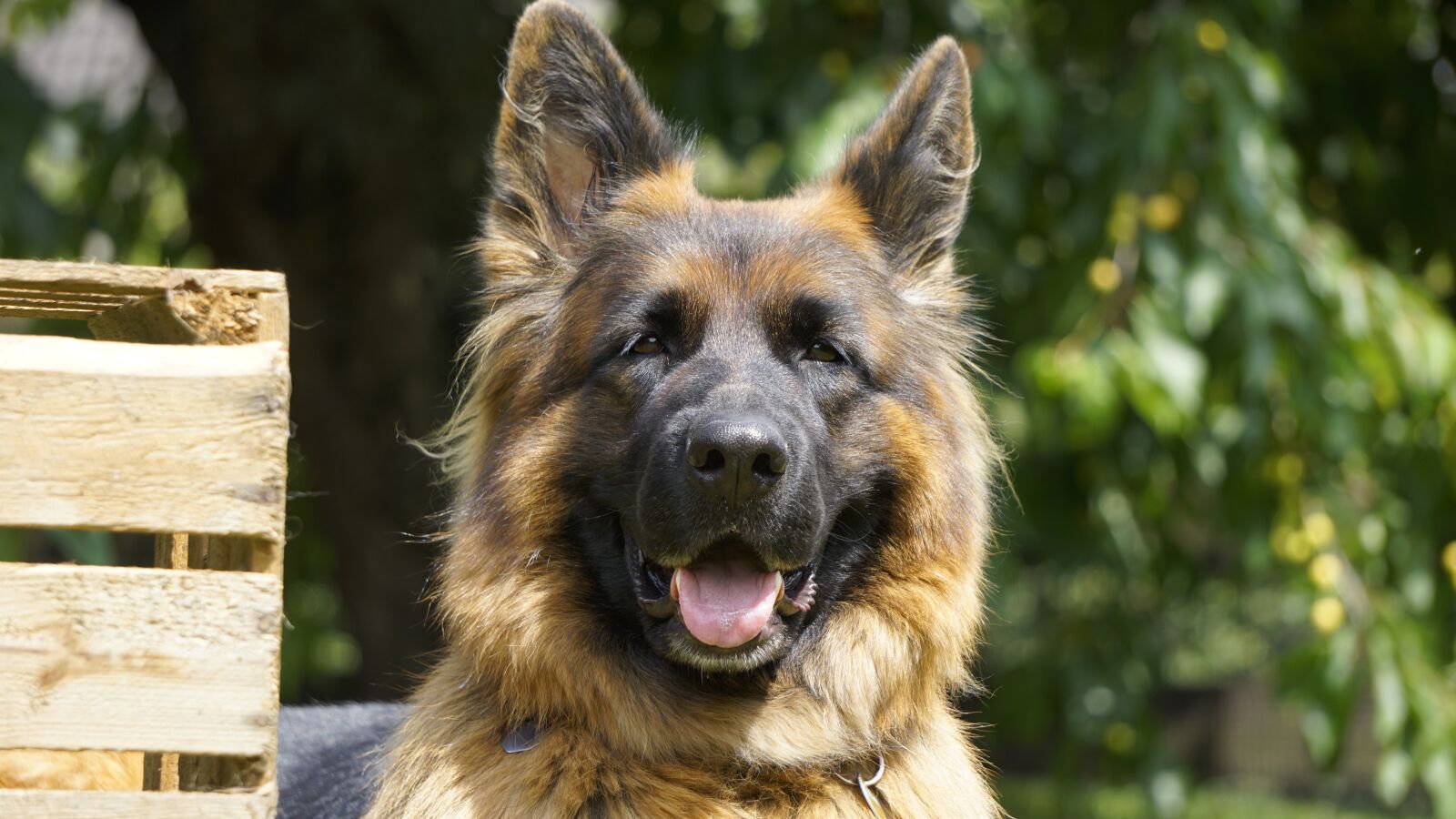 Sony E 55-210mm F4.5-6.3 OSS sample photo. Sch fer dog, dog photography