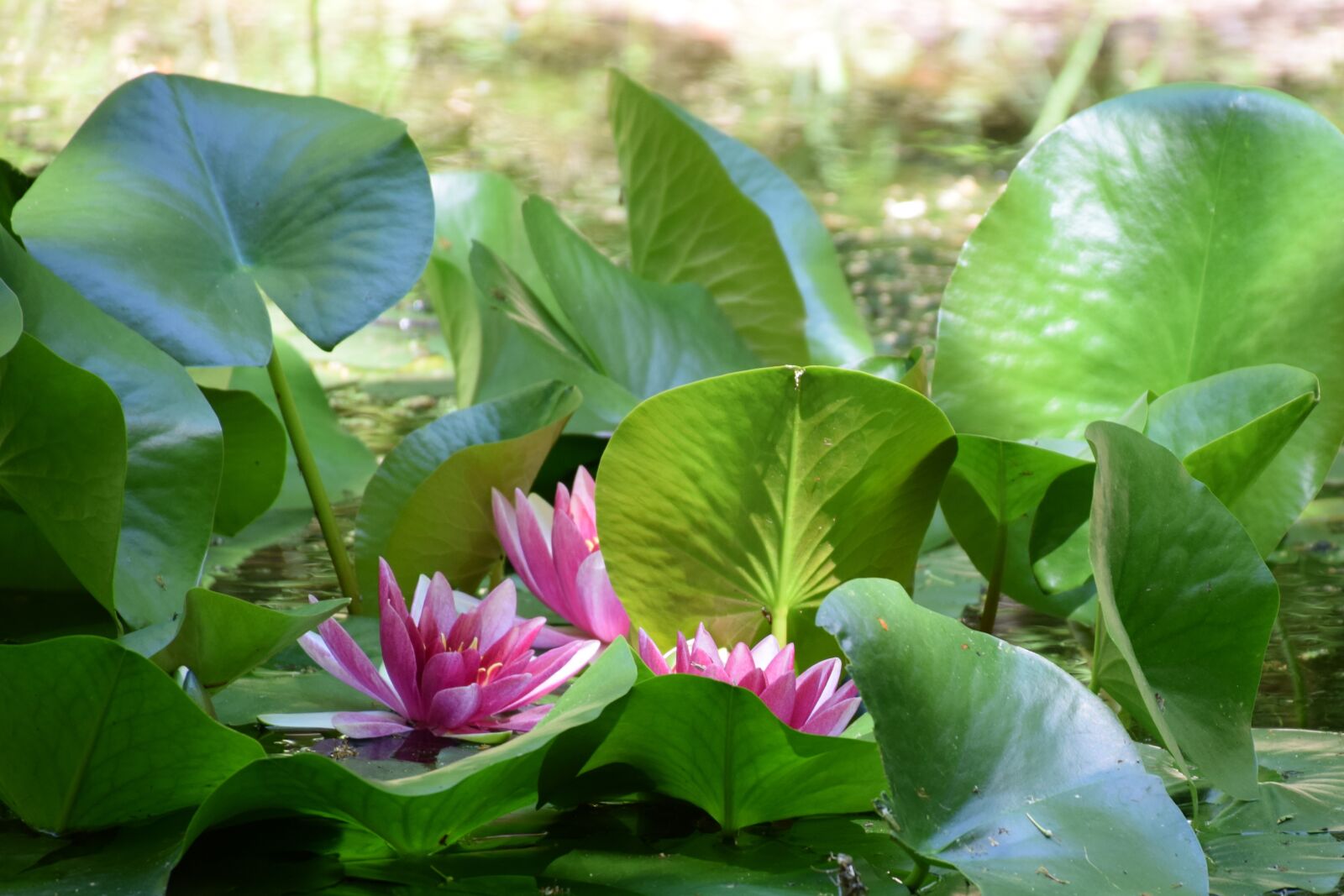 Nikon D5300 sample photo. Nénufar, flower, nature photography