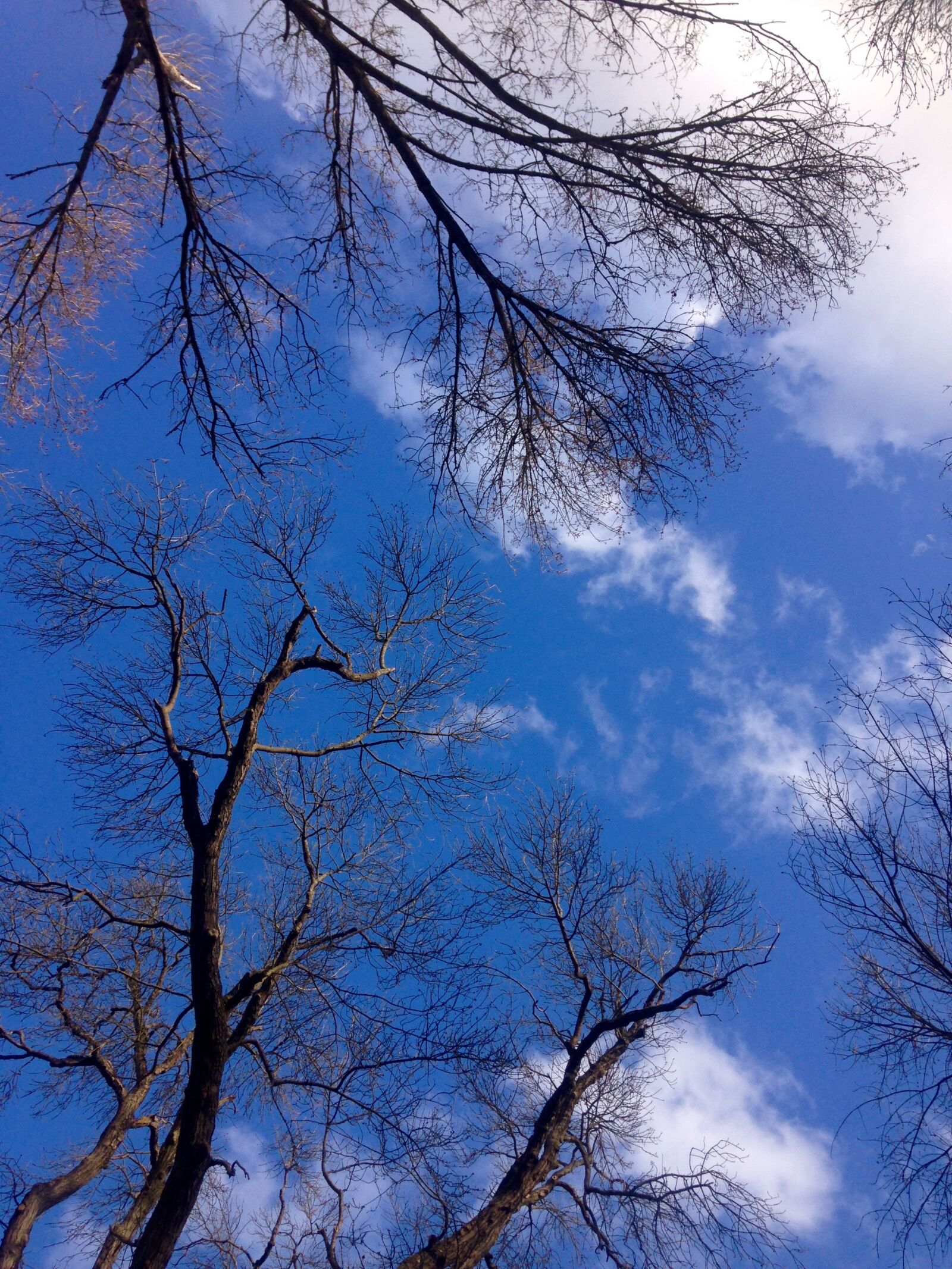 Apple iPhone 5c sample photo. Sky, blue, trees photography