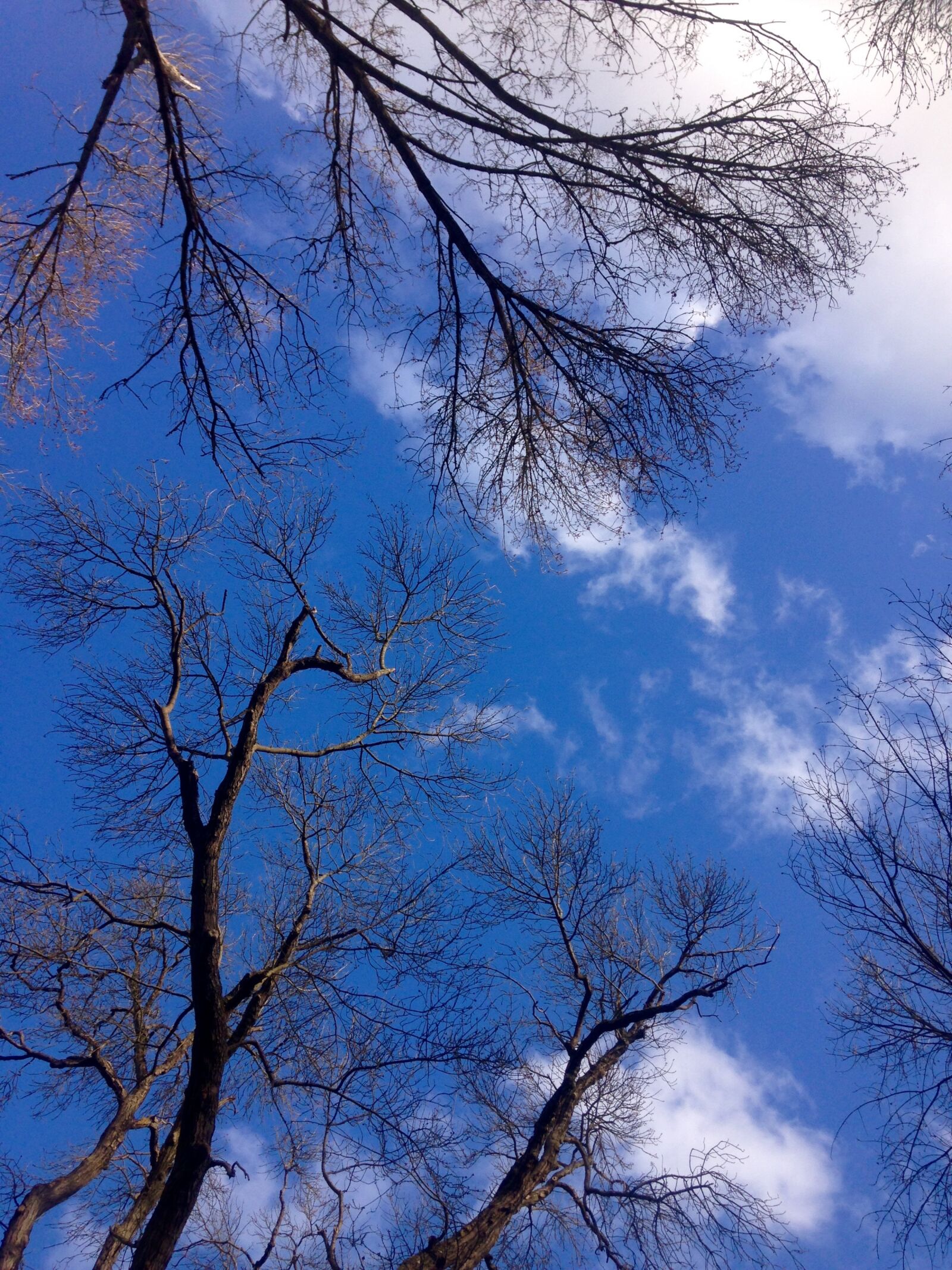 iPhone 5c back camera 4.12mm f/2.4 sample photo. Sky, blue, trees photography