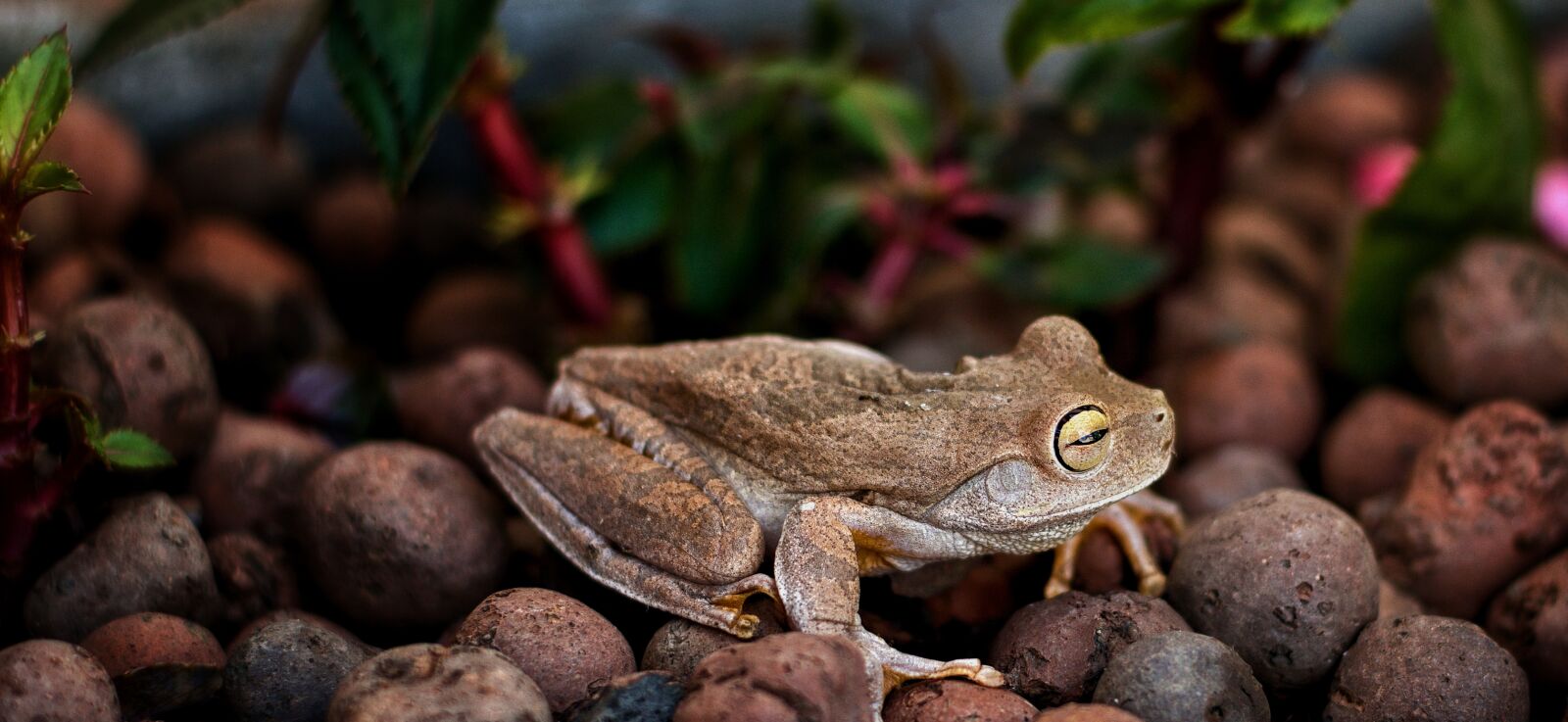Nikon D5600 sample photo. Frog, animal, nature photography