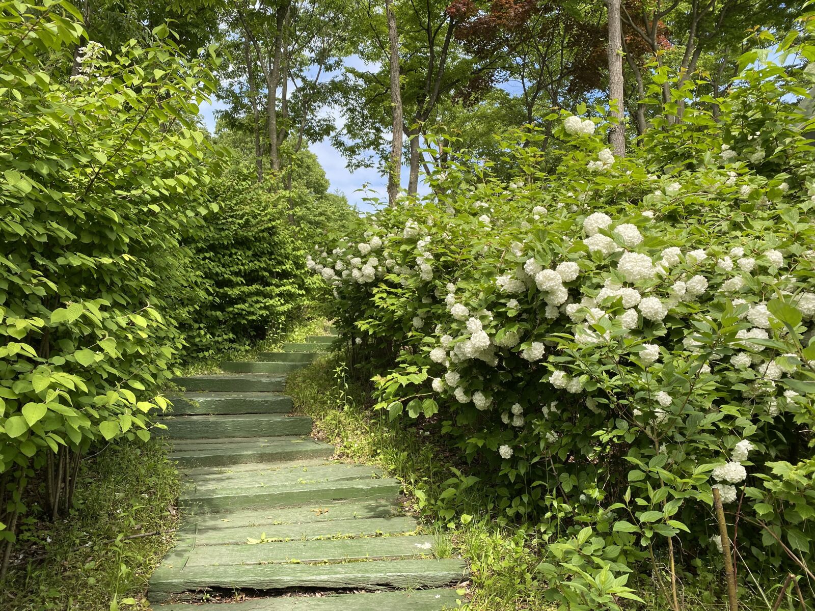 iPhone 11 Pro Max back triple camera 4.25mm f/1.8 sample photo. Landscape, stairs, flowers photography