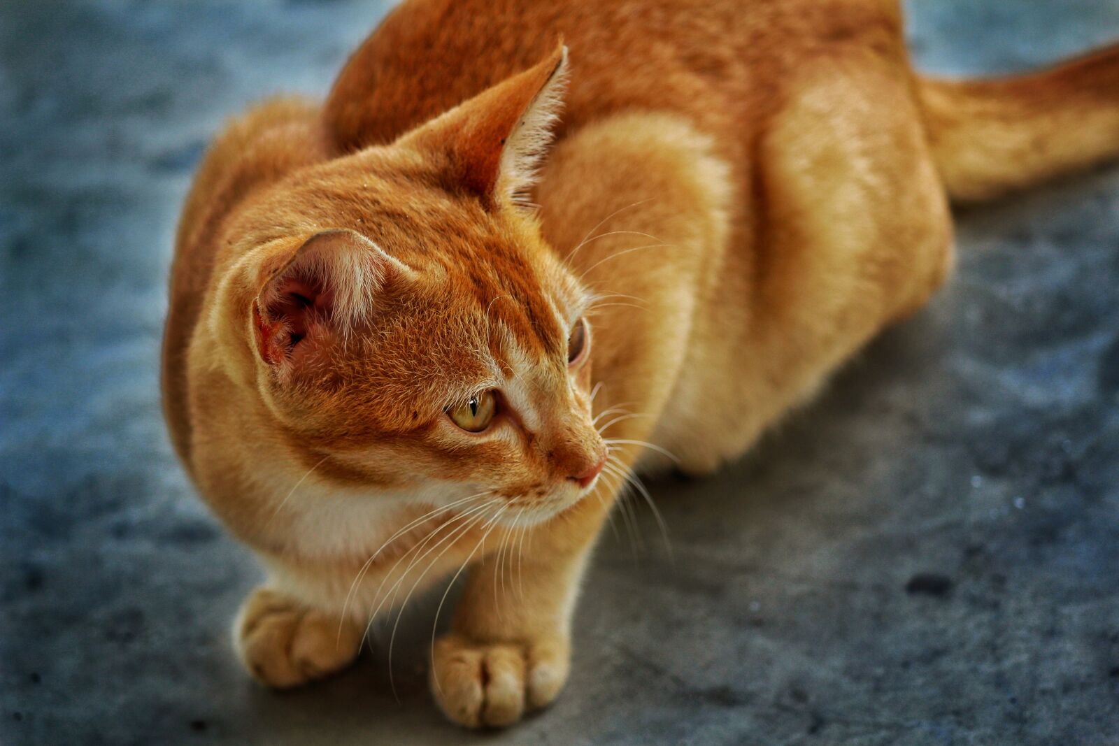 Canon EF-S 55-250mm F4-5.6 IS II sample photo. Cat, domestic, cute photography