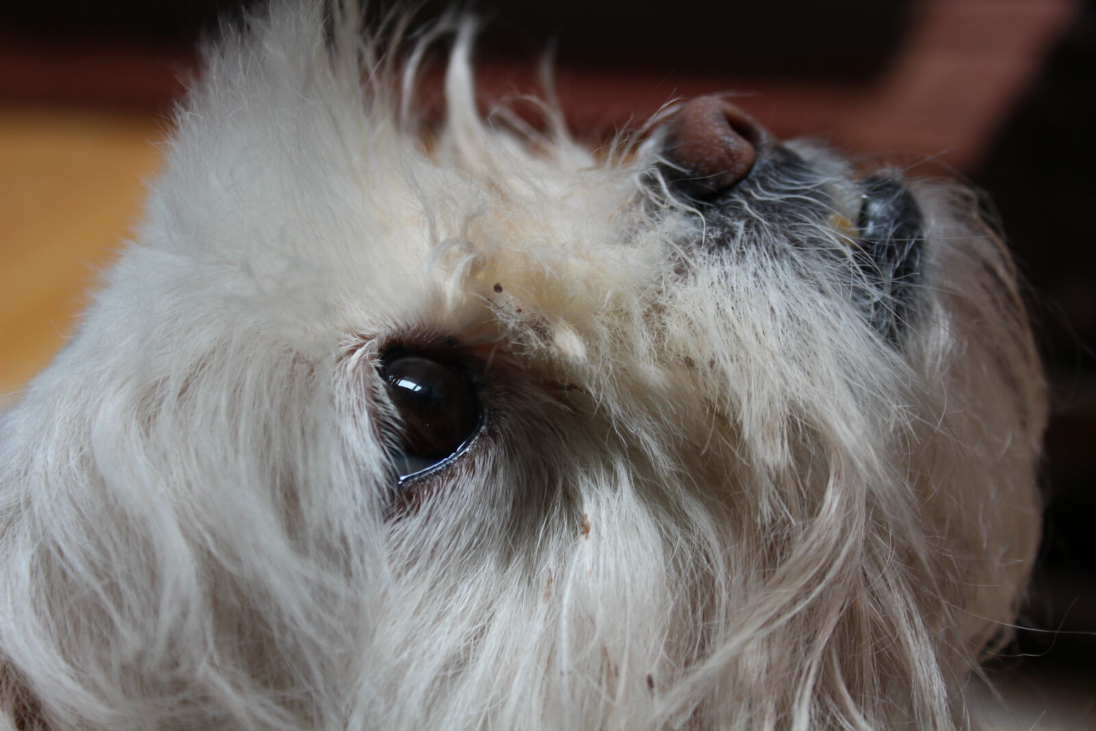Canon EOS 1200D (EOS Rebel T5 / EOS Kiss X70 / EOS Hi) sample photo. Animal, photography, dog, dog photography