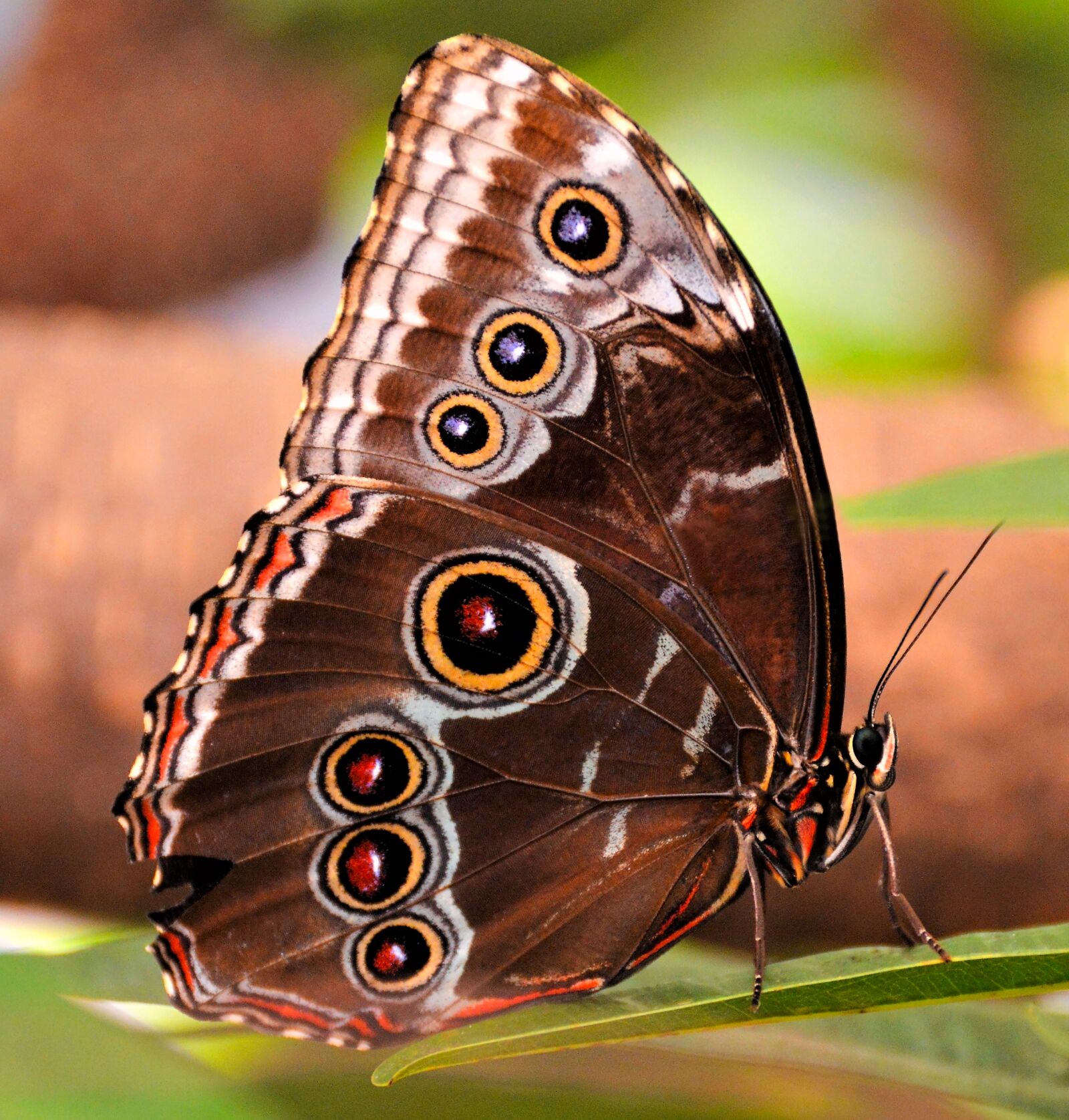 Nikon D3200 sample photo. Owl butterfly, butterfly, eyes photography