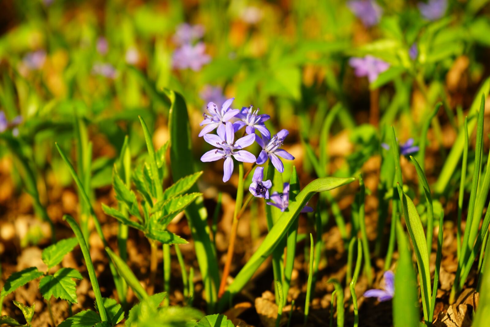 Sony a7 + Sony FE 28-70mm F3.5-5.6 OSS sample photo. Blue star, scilla, blossom photography