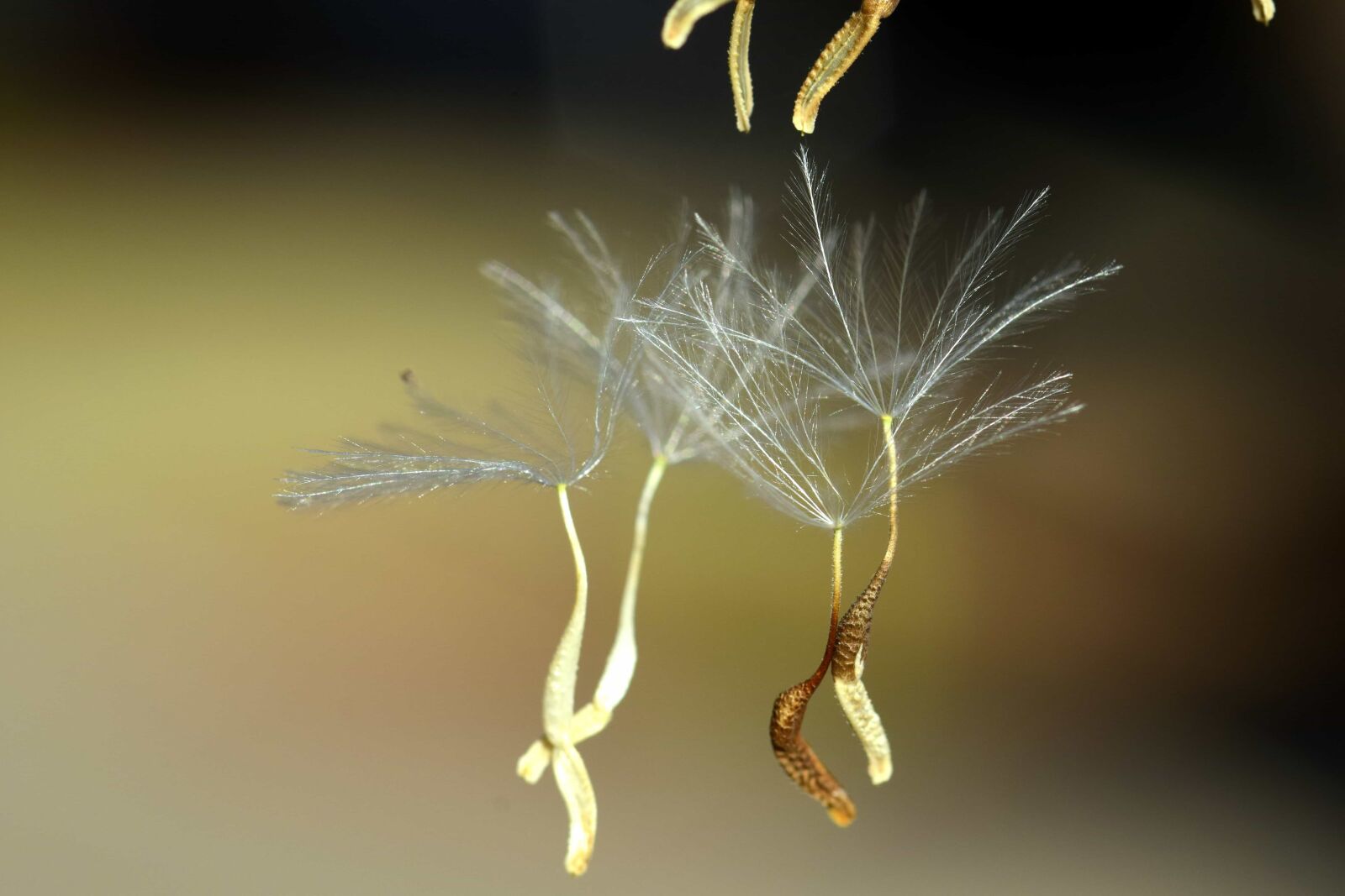 Nikon D3300 sample photo. Dandelion, seed, plant, nature photography