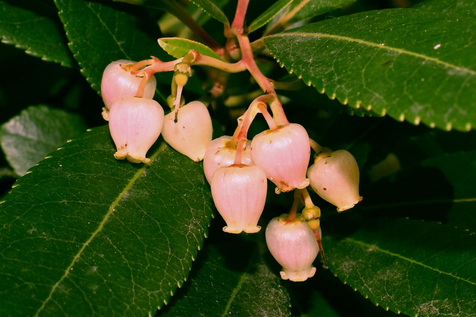 Nikon D3500 sample photo. Flowers, pink, blossom photography