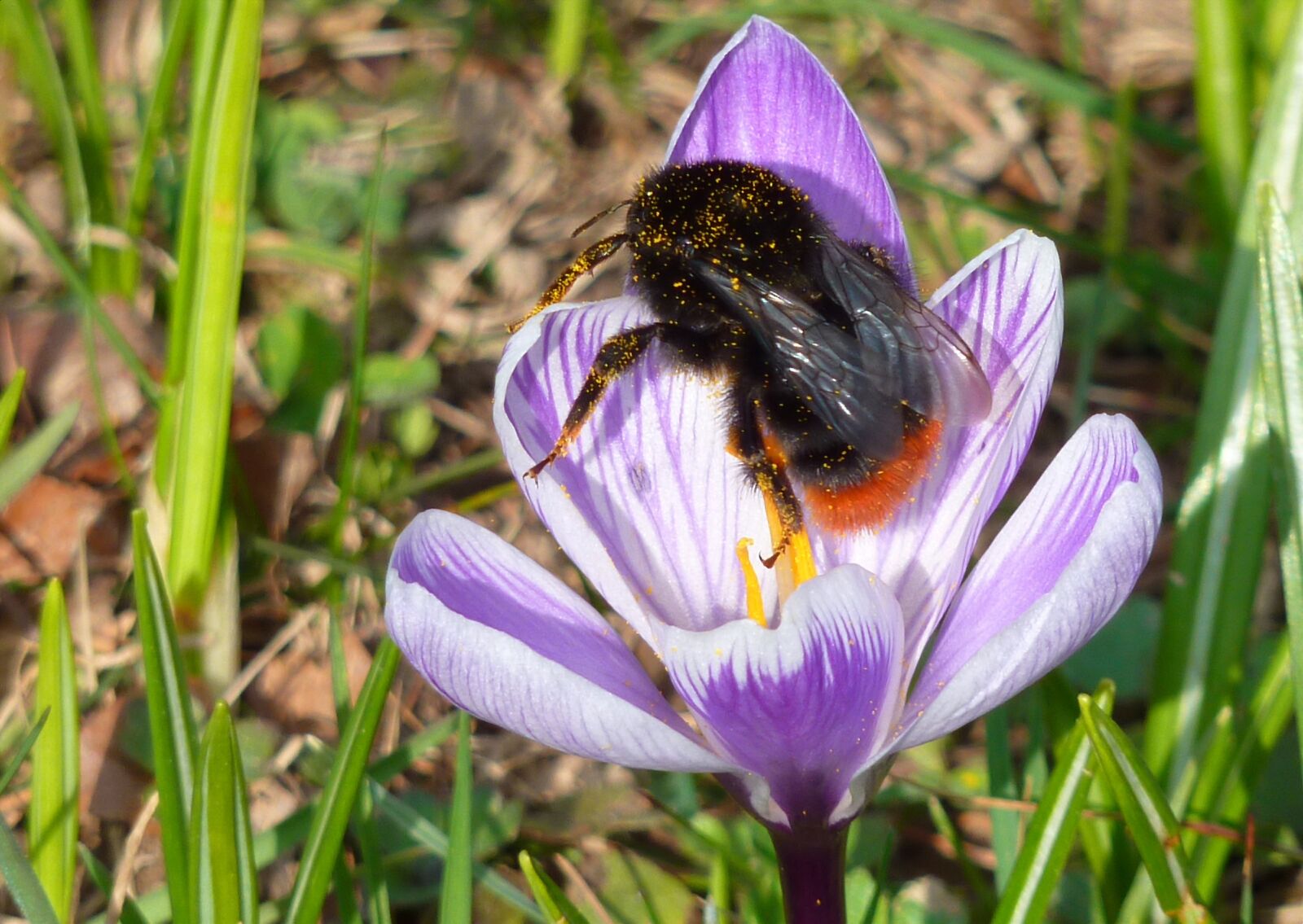 Panasonic DMC-TZ7 sample photo. Hummel, blossom, bloom photography