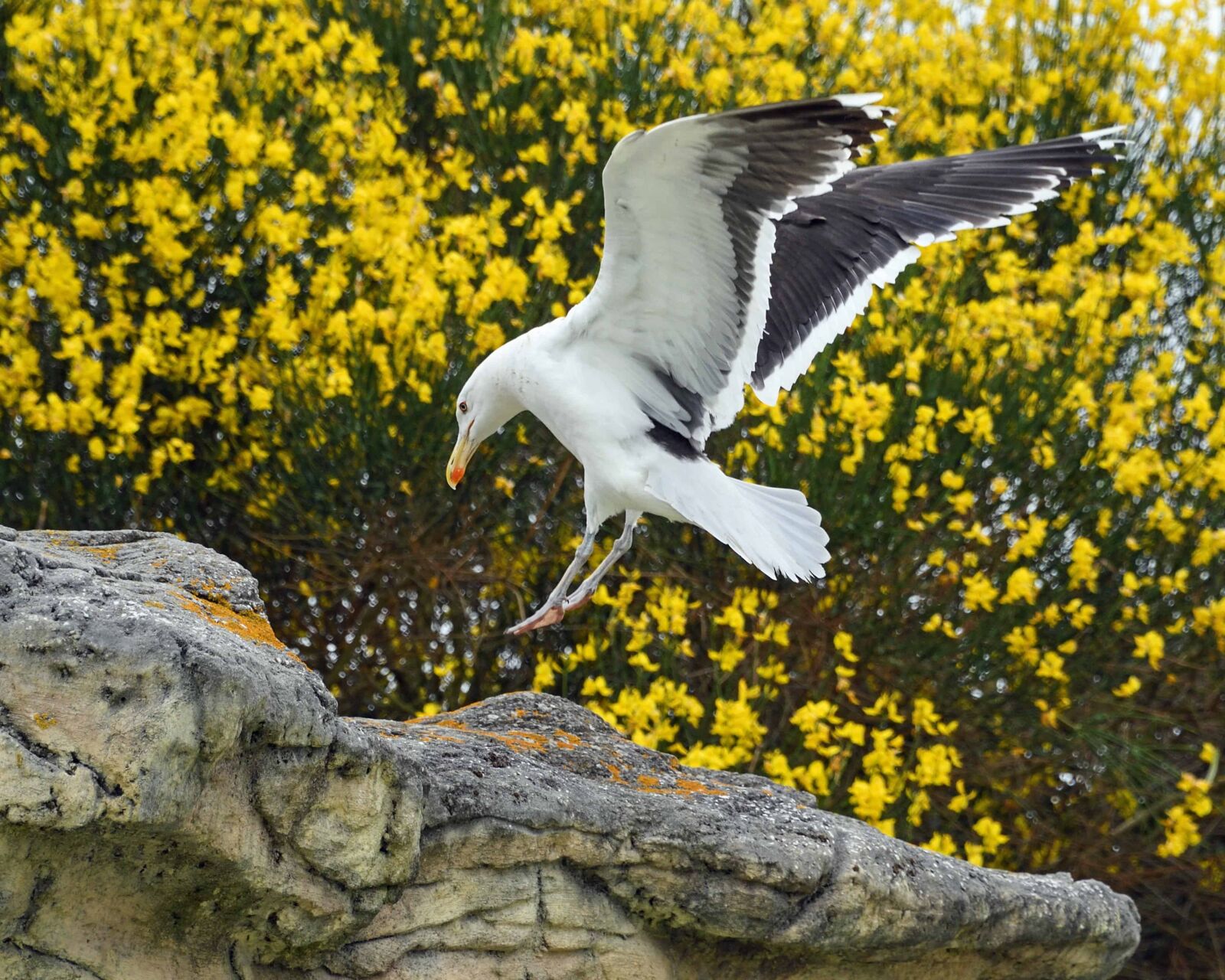 Nikon D500 sample photo. Wildlife, bird, seagull, nature photography