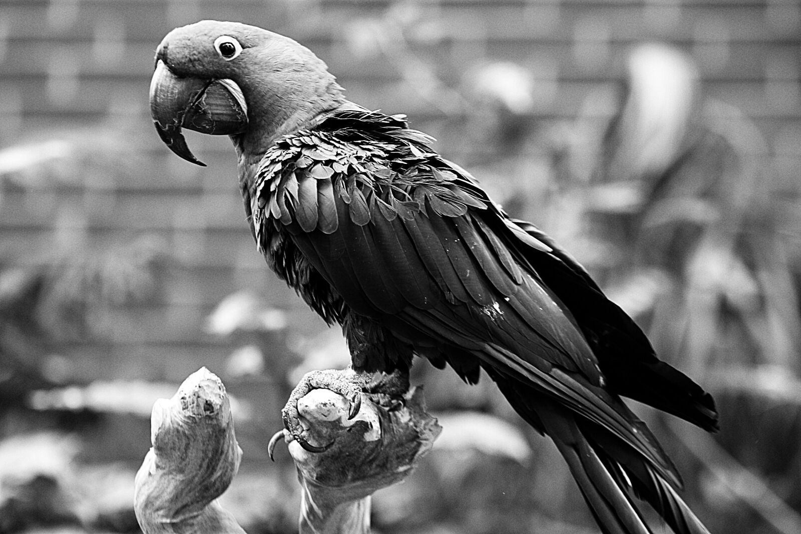 Canon EOS 70D sample photo. Animals, birds, black, and photography