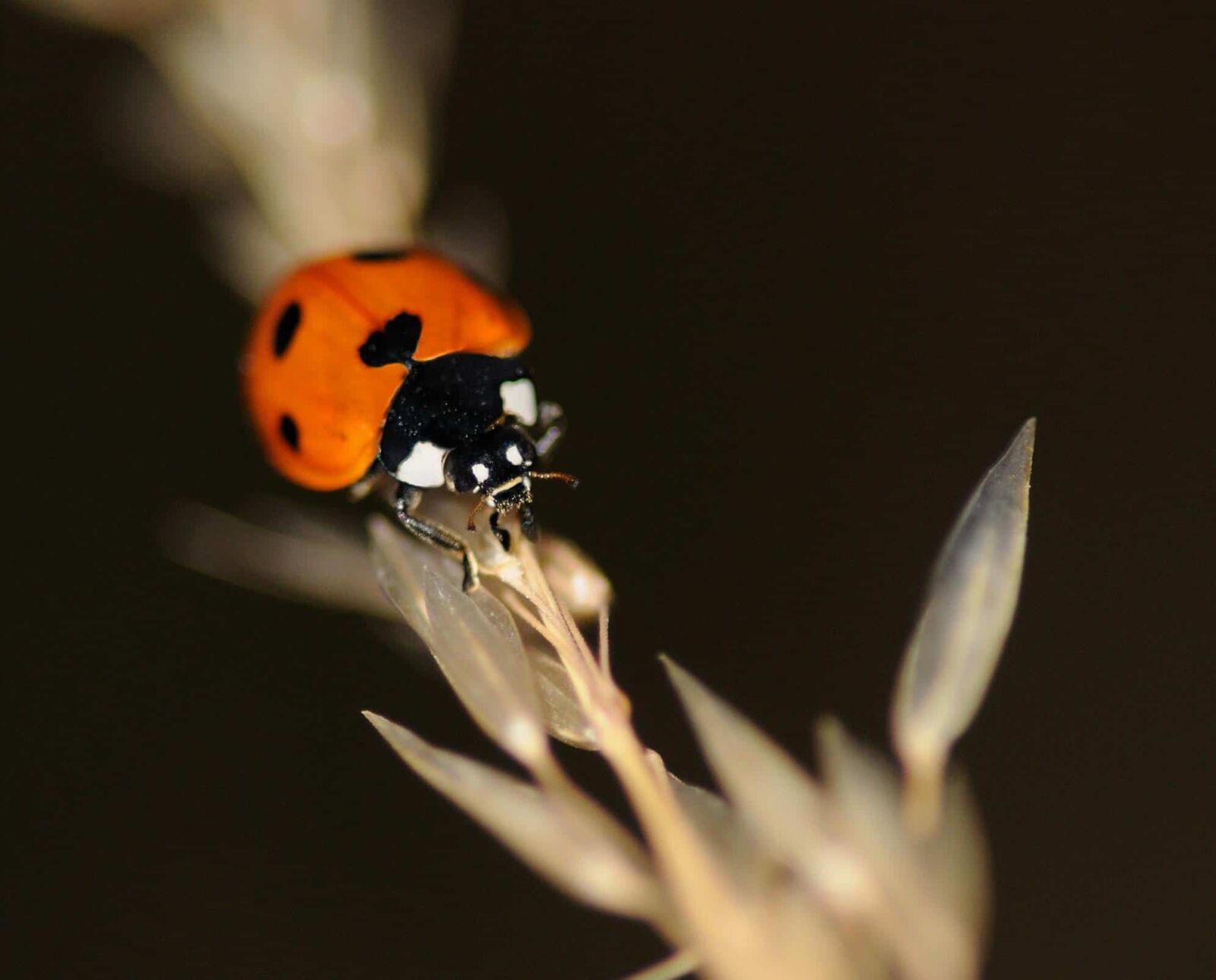 Nikon D300 sample photo. Beetle, ladybug, insect, invertebrate photography