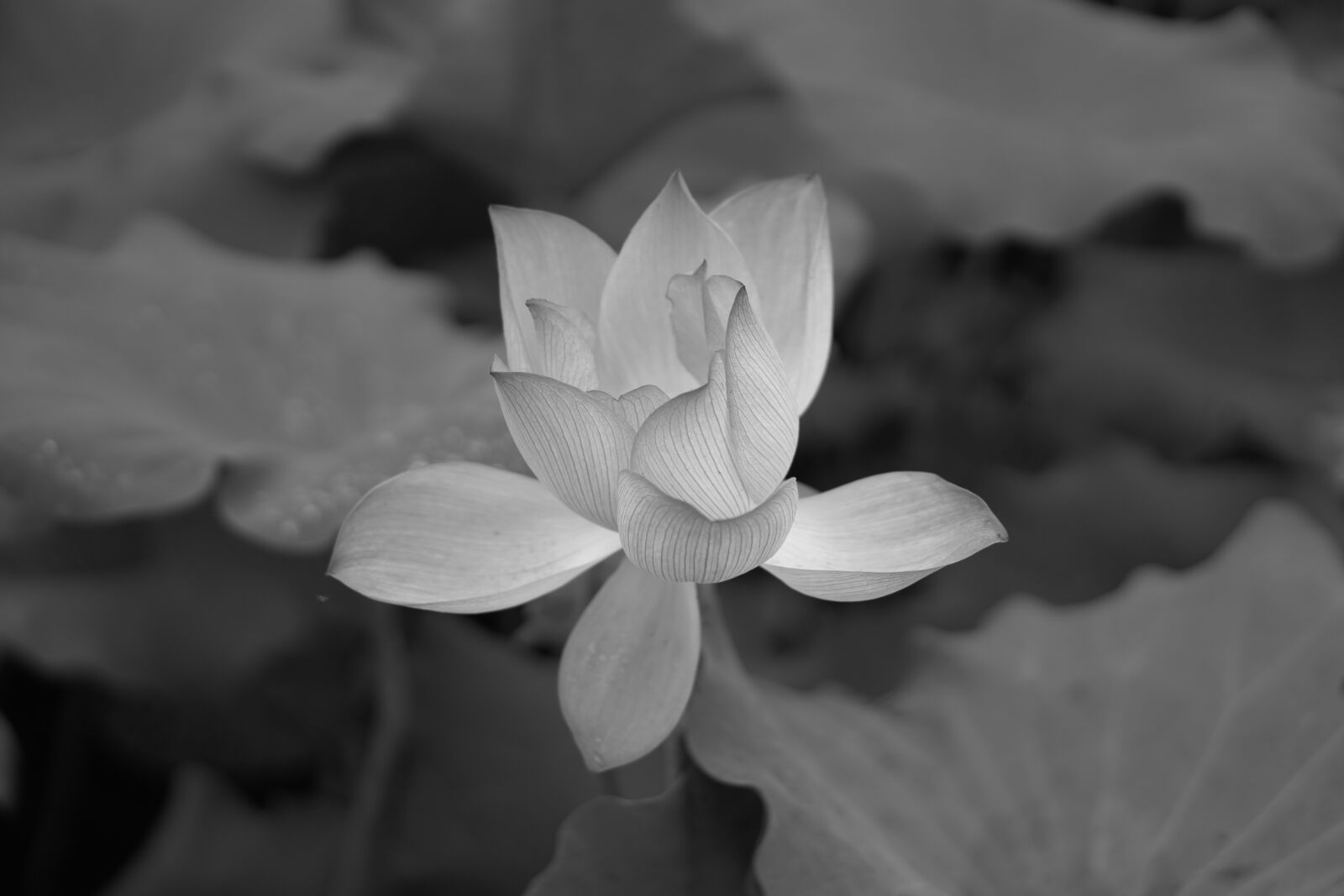 E 50mm F1.8 OSS sample photo. Flower, lotus, black white photography