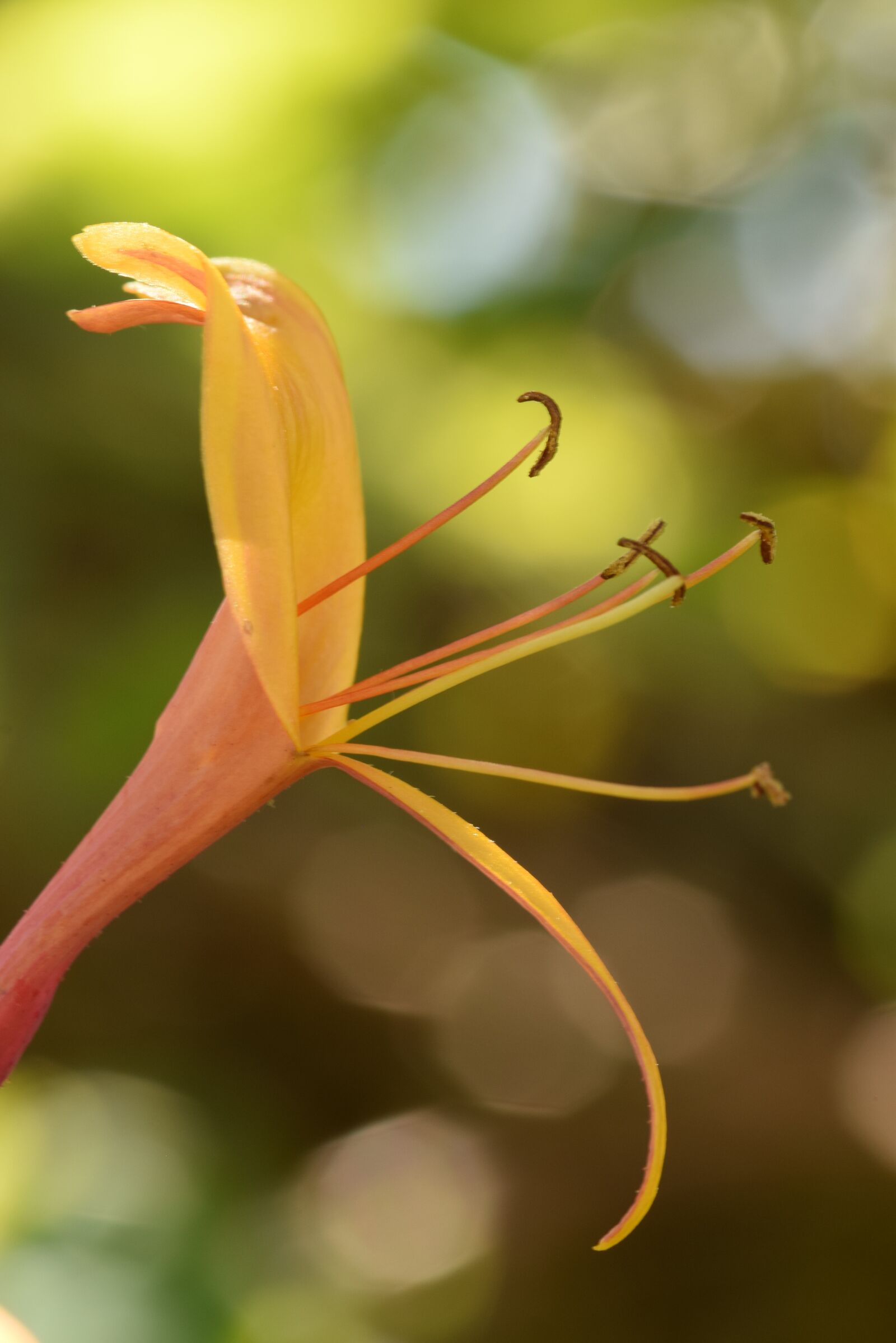 Nikon D5300 sample photo. Flower, nature, garden photography