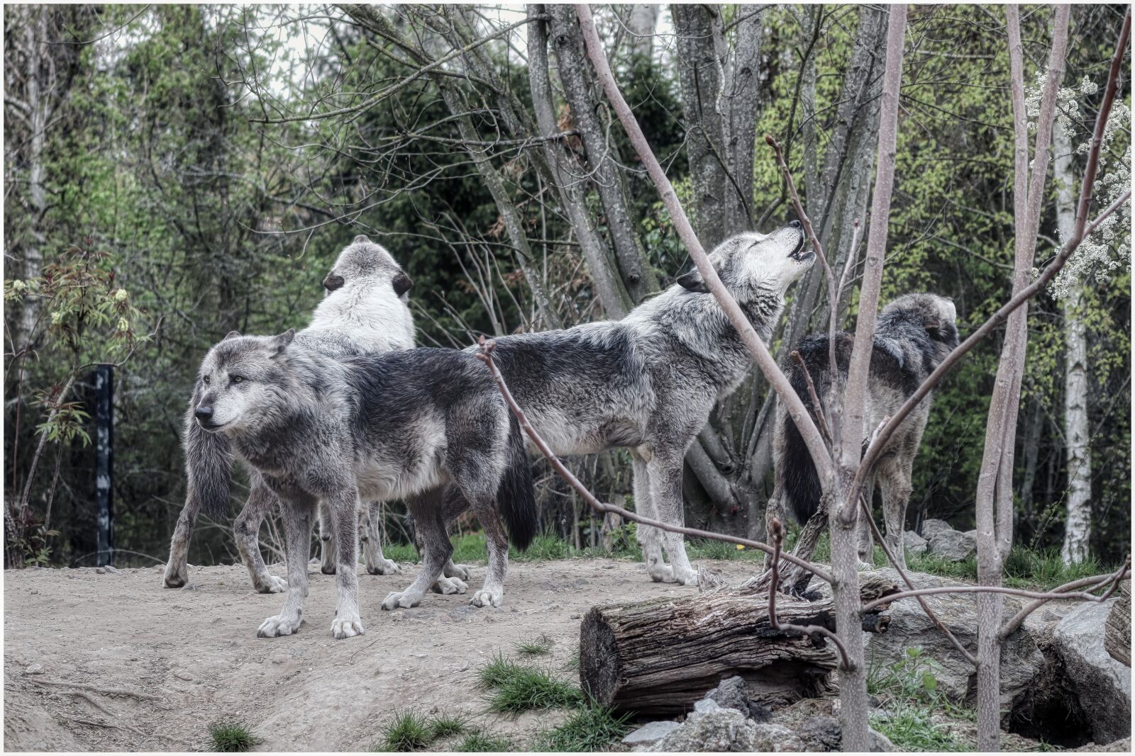 Canon EF75-300mm f/4-5.6 sample photo. Wolves, pack, wolf photography