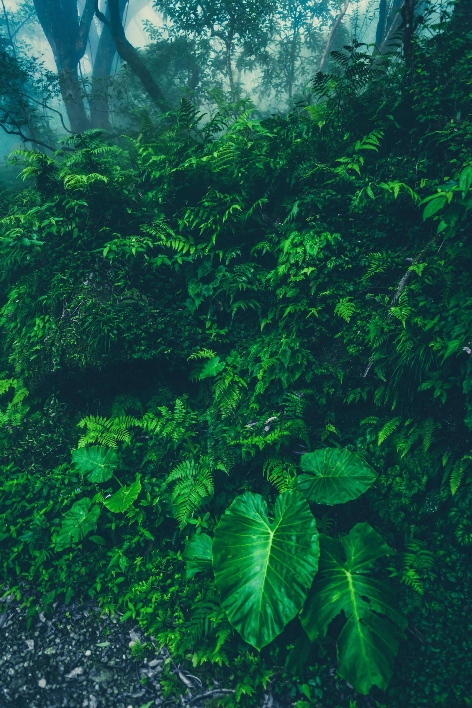 Nikon D750 sample photo. Jungle, tropics, rain photography