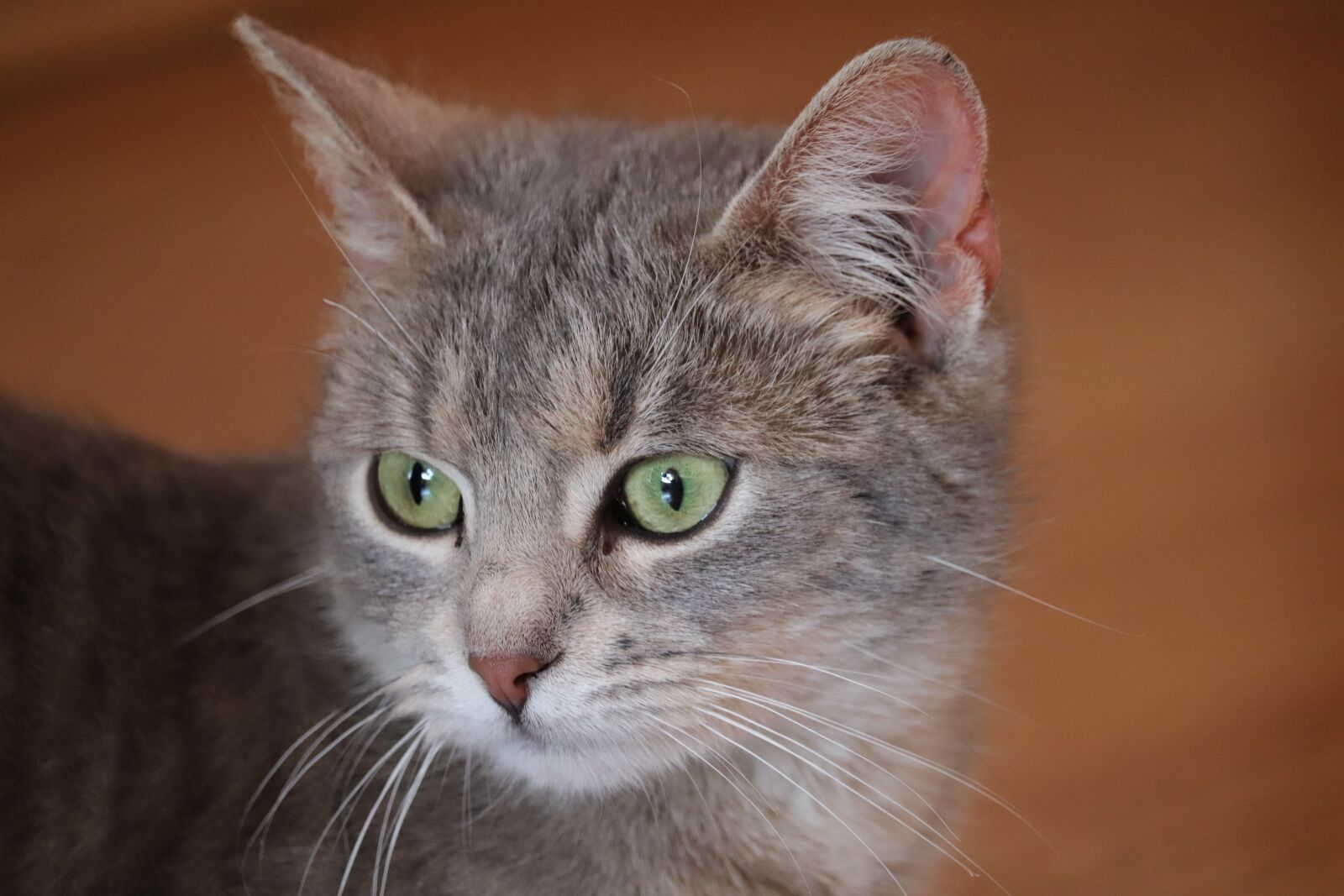 Canon EOS 200D (EOS Rebel SL2 / EOS Kiss X9) sample photo. Cat, cute cat, awesome photography