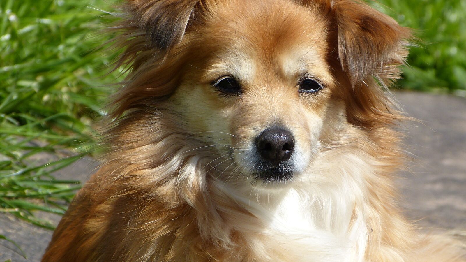 Panasonic Lumix DMC-FZ150 sample photo. Dog, doggy, cute photography