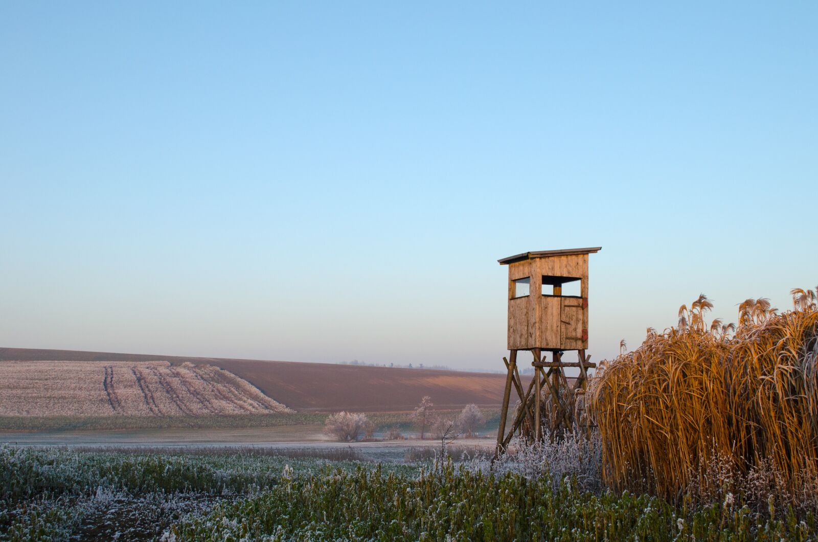Nikon D5100 sample photo. Hoarfrost, landscape, miscanthus photography