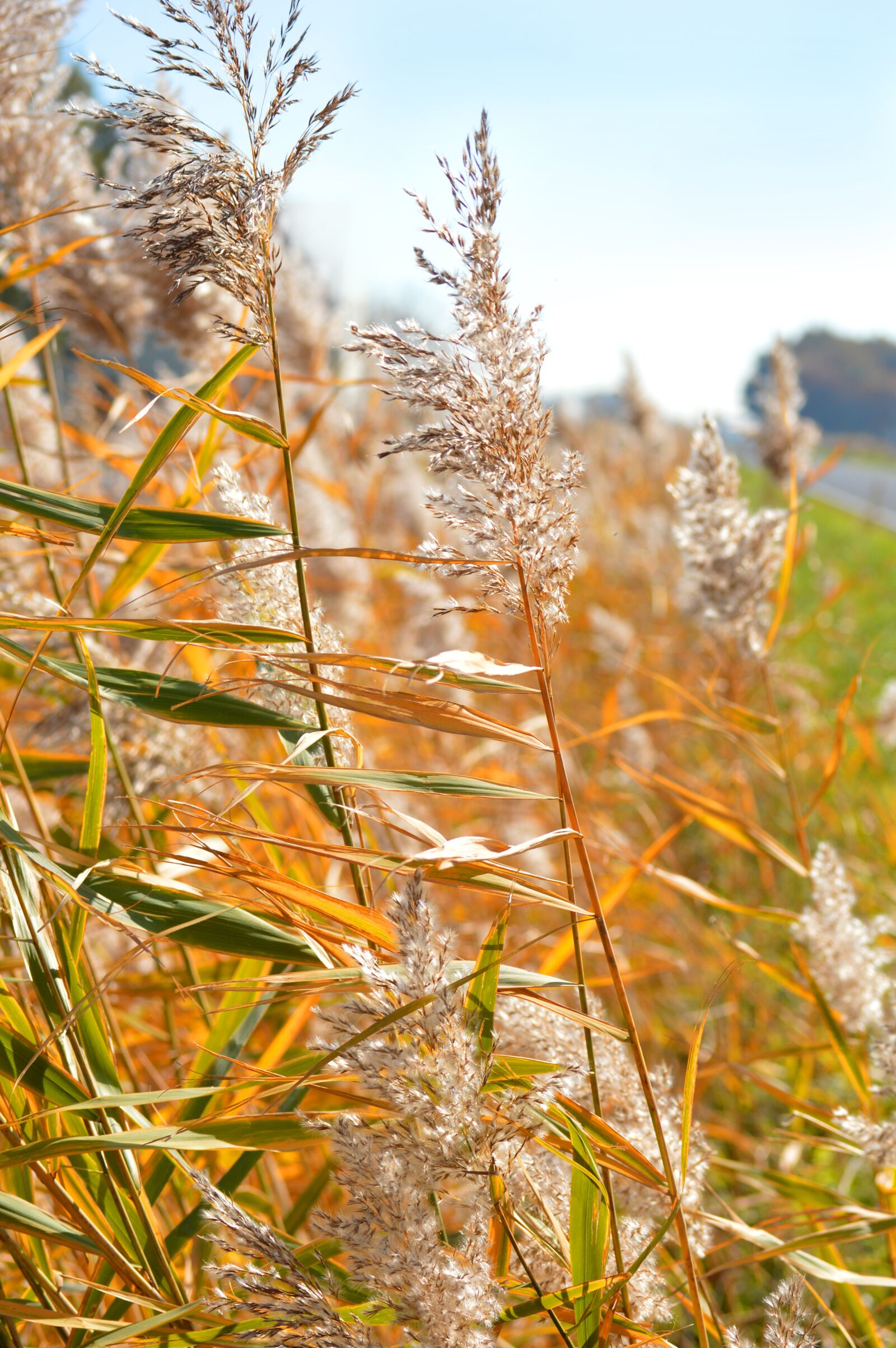 Nikon D3200 sample photo. Golden october, grasses, boxer photography