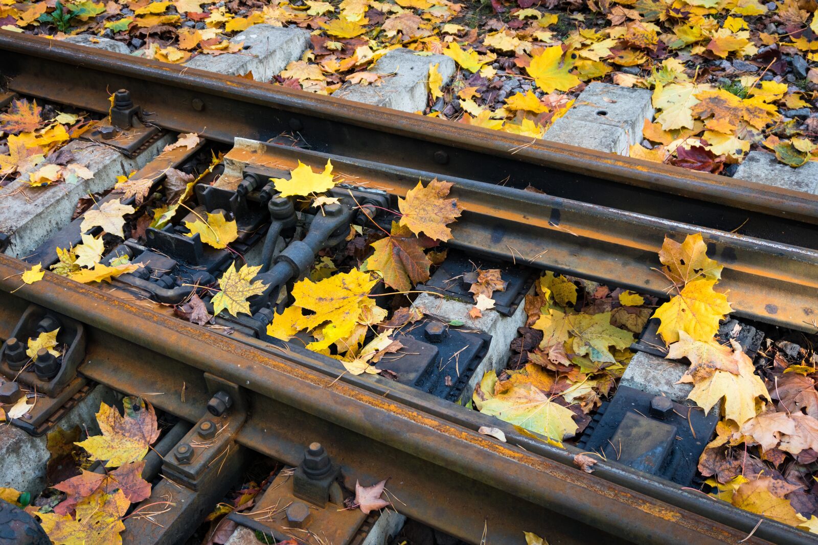 Sony a6300 sample photo. Narrow gauge railroad, railway photography