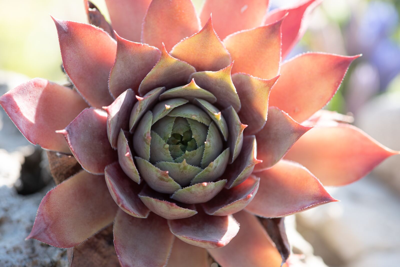 Nikon D750 sample photo. Houseleek, succulent, plant photography