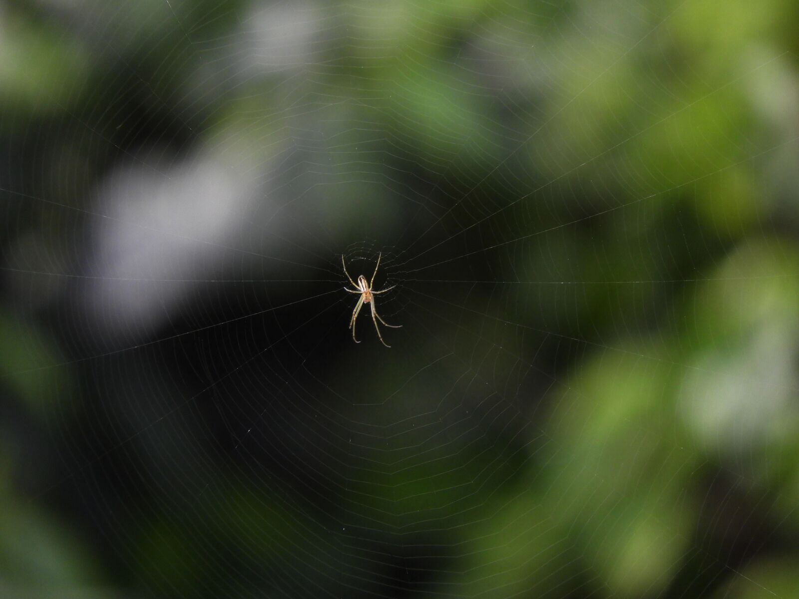 Nikon Coolpix B700 sample photo. Spider, insect, arachnid photography