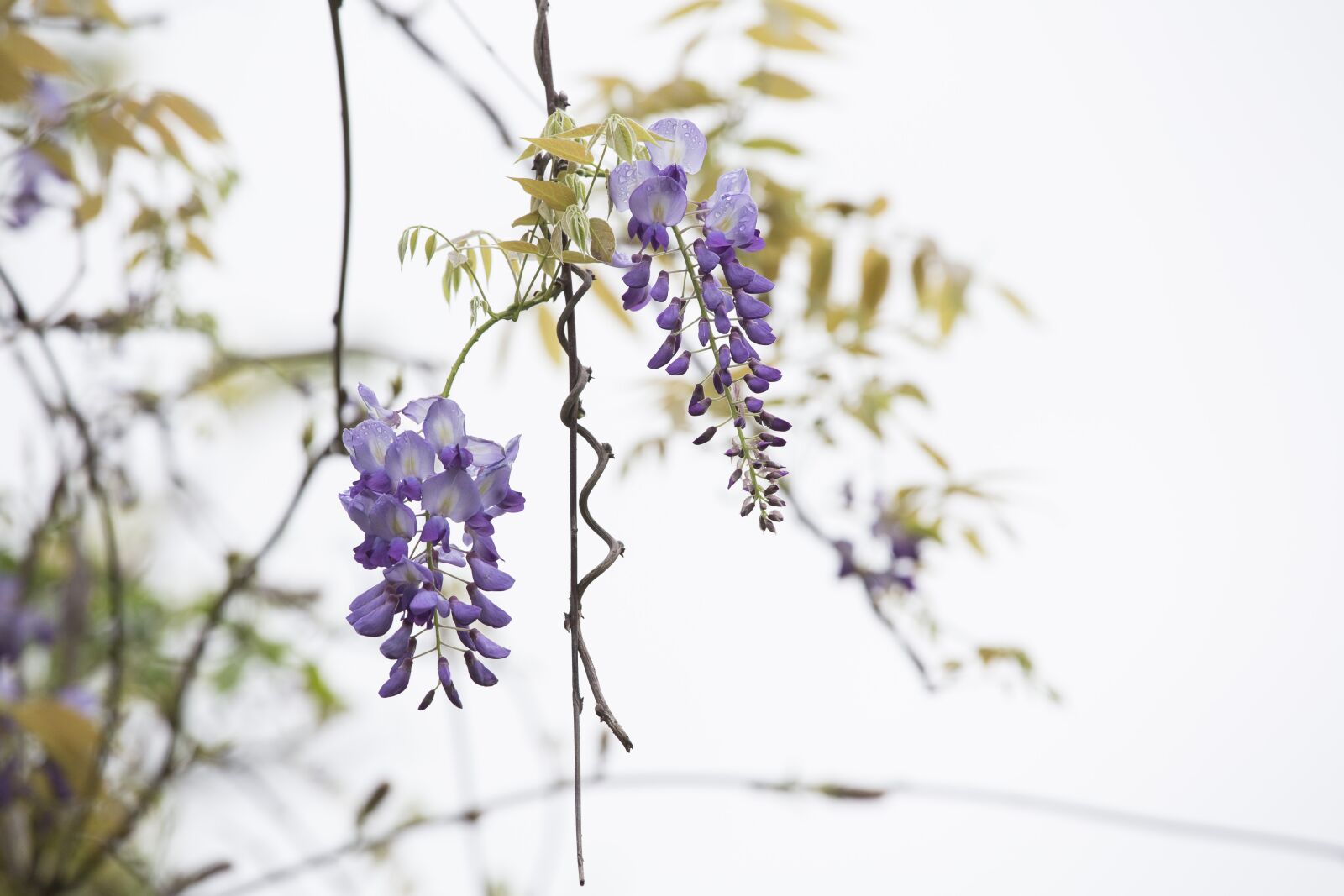 Canon EOS 5D Mark III + Canon EF 70-200mm F4L IS USM sample photo. Wisteria, spring, thriving photography