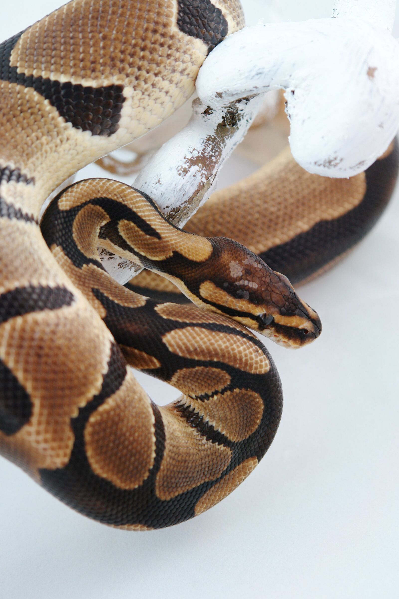 Sony DSC-R1 sample photo. Snake, reptile, animal photography