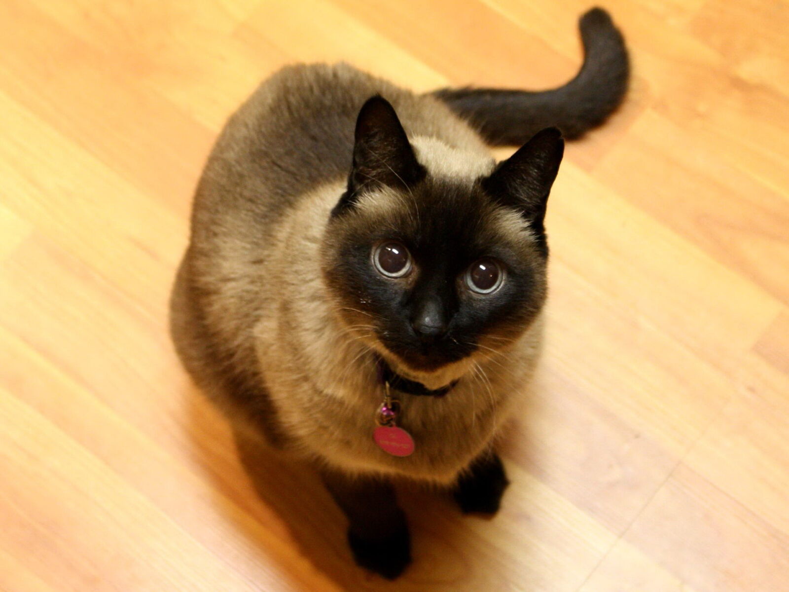 f/3.5-5.6 IS sample photo. Siamese cat photography