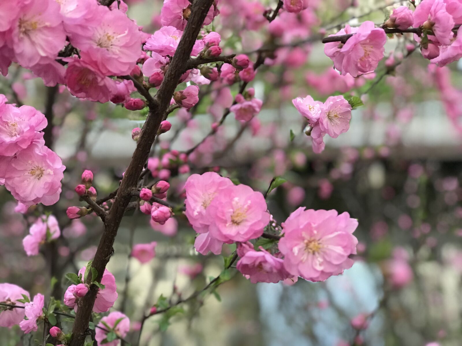 Apple iPhone 7 Plus sample photo. Flowers, river, nature photography