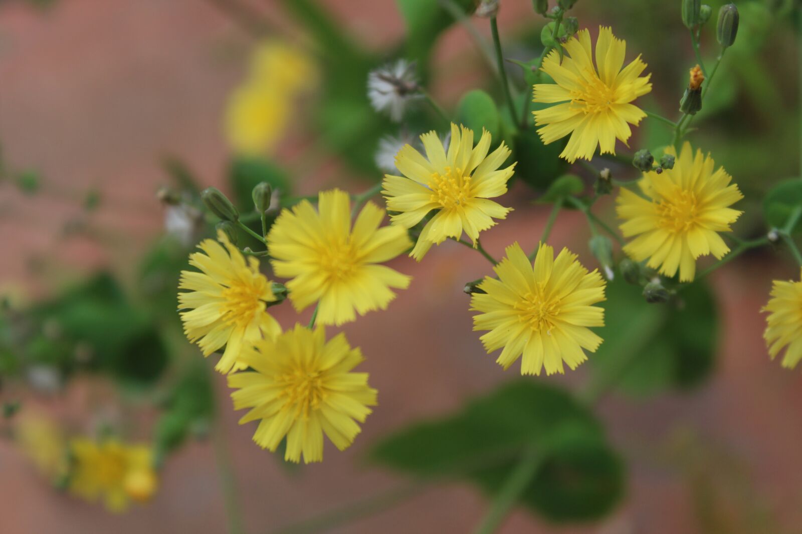 Canon EOS 600D (Rebel EOS T3i / EOS Kiss X5) sample photo. Yellow flower, flowers, spring photography